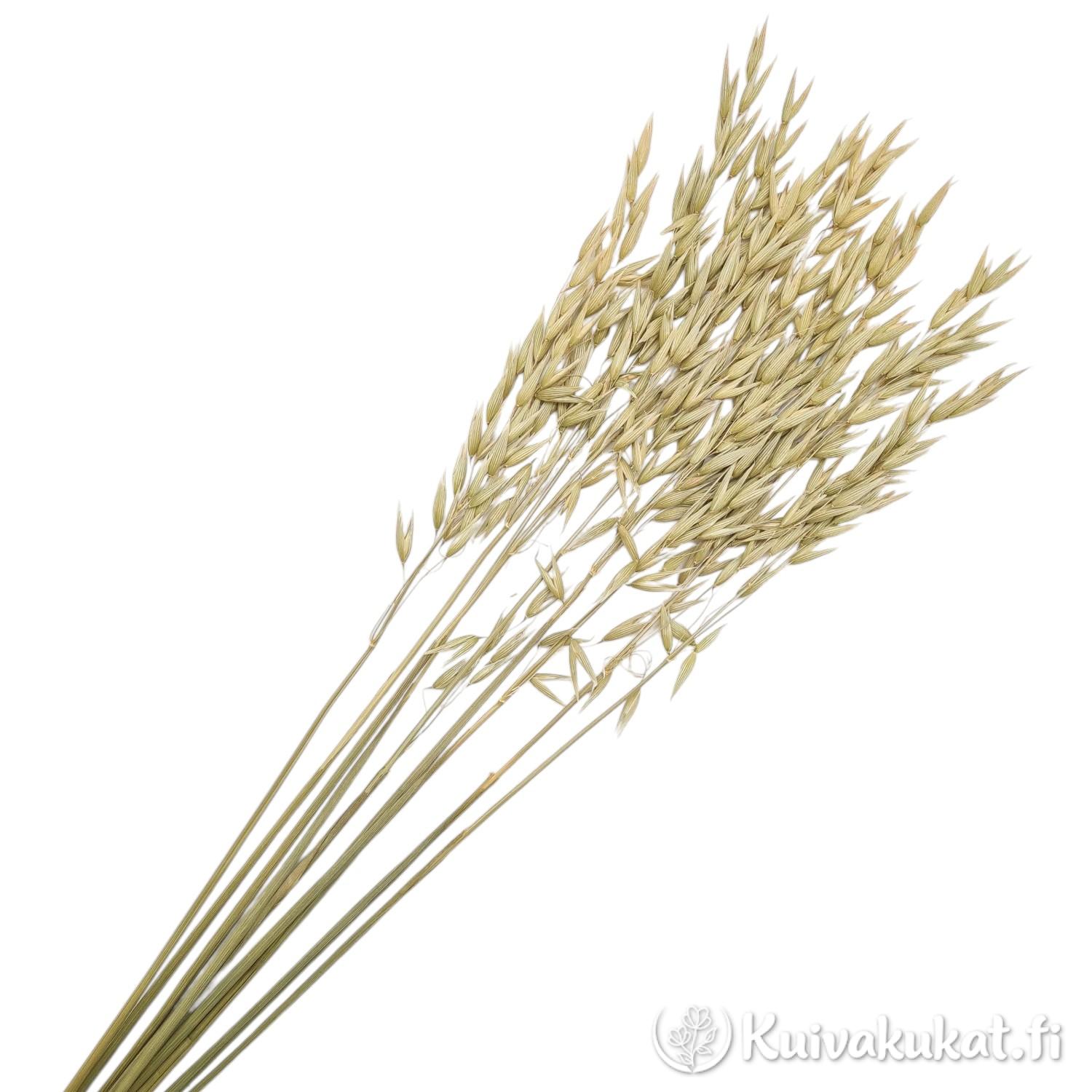 Lähikuva puuteriroosan kuivatun kauran (Avena sativa) tähkistä valkoisella taustalla.