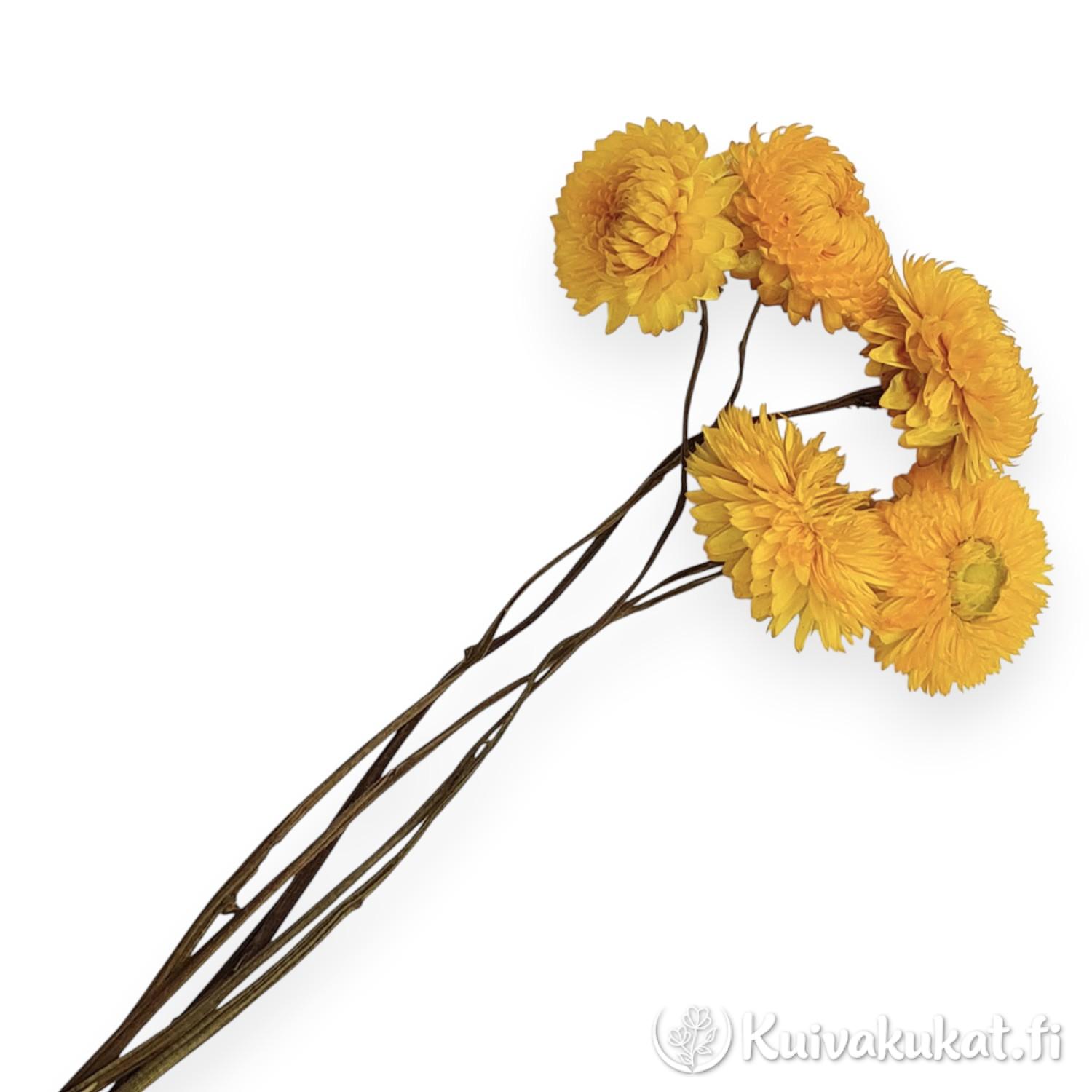 Viisi kuivattua keltaista iso-olkikukkaa varsineen valkoisella taustalla