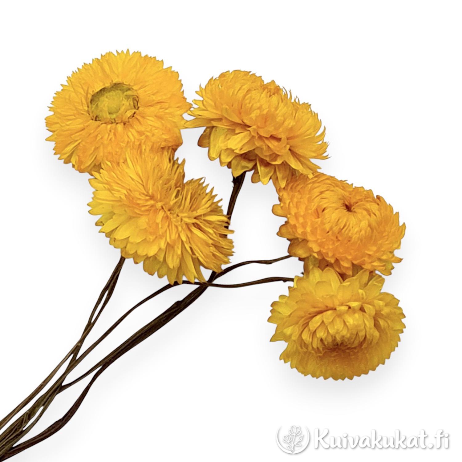 Lähikuva keltaisten iso-olkikukkien paperimaisista kukinnoista valkoisella taustalla