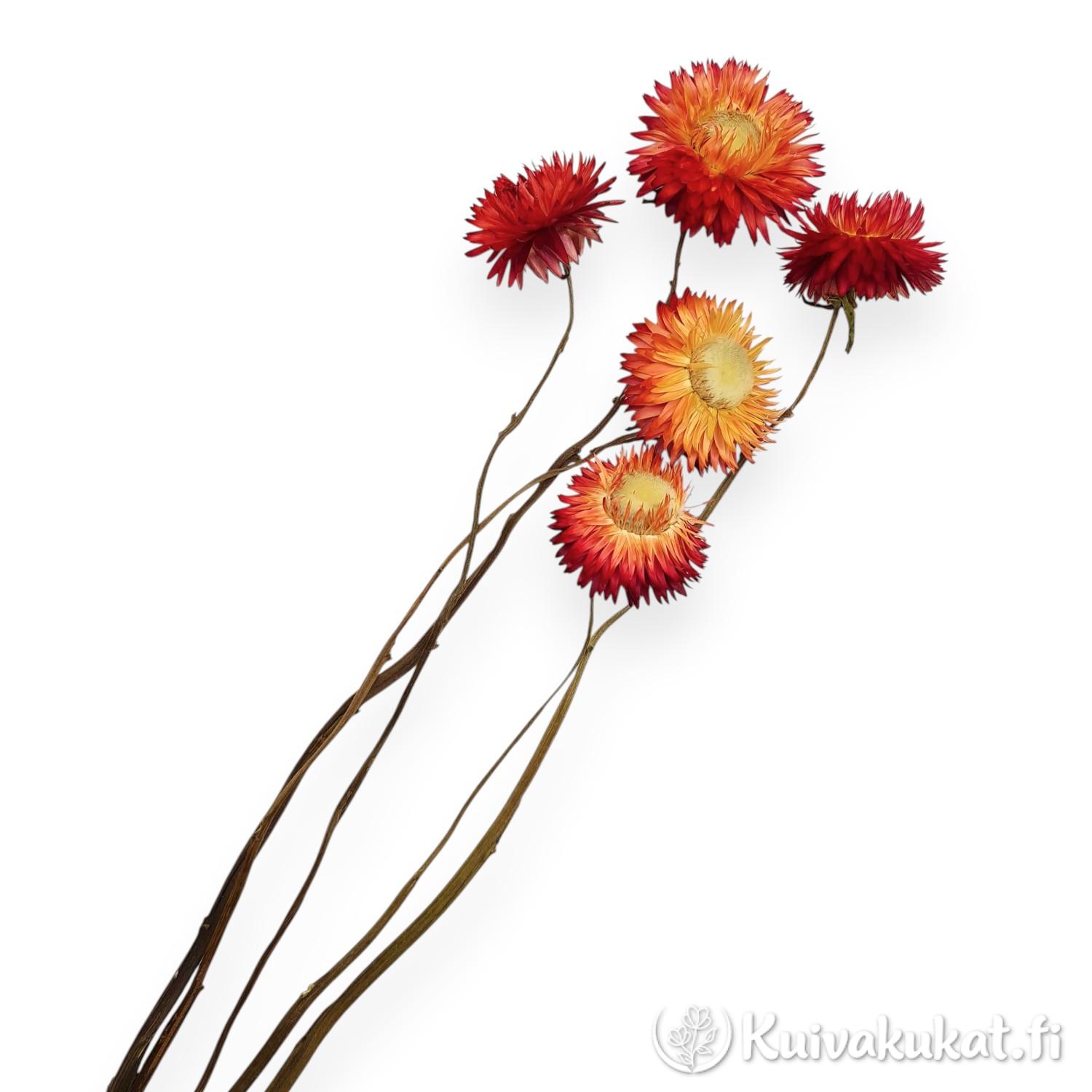 Viisi kuivattua oranssinpunaista iso-olkikukkaa varsineen valkoisella taustalla
