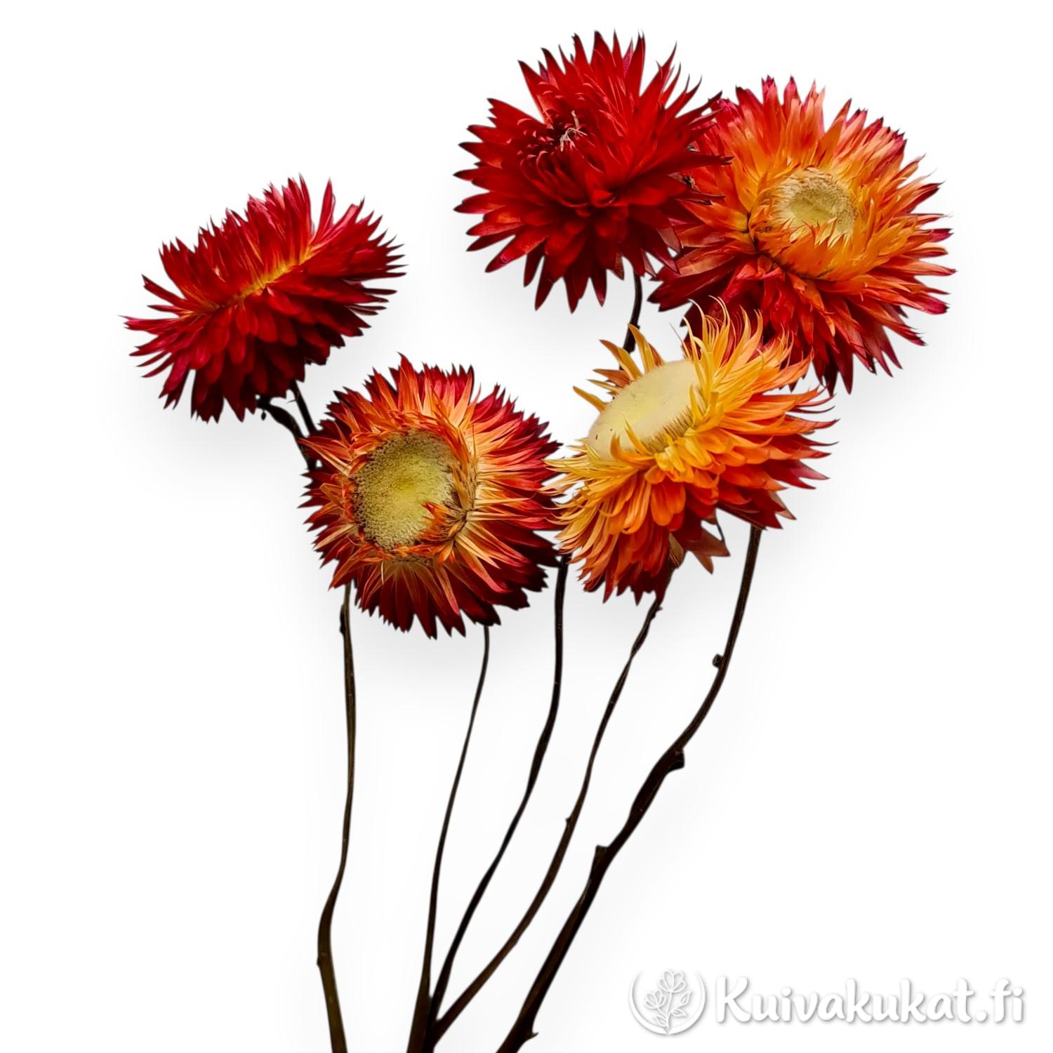 Lähikuva kuivattujen oranssinpunaisten iso-olkikukkien paperimaisista kukinnoista valkoisella taustalla