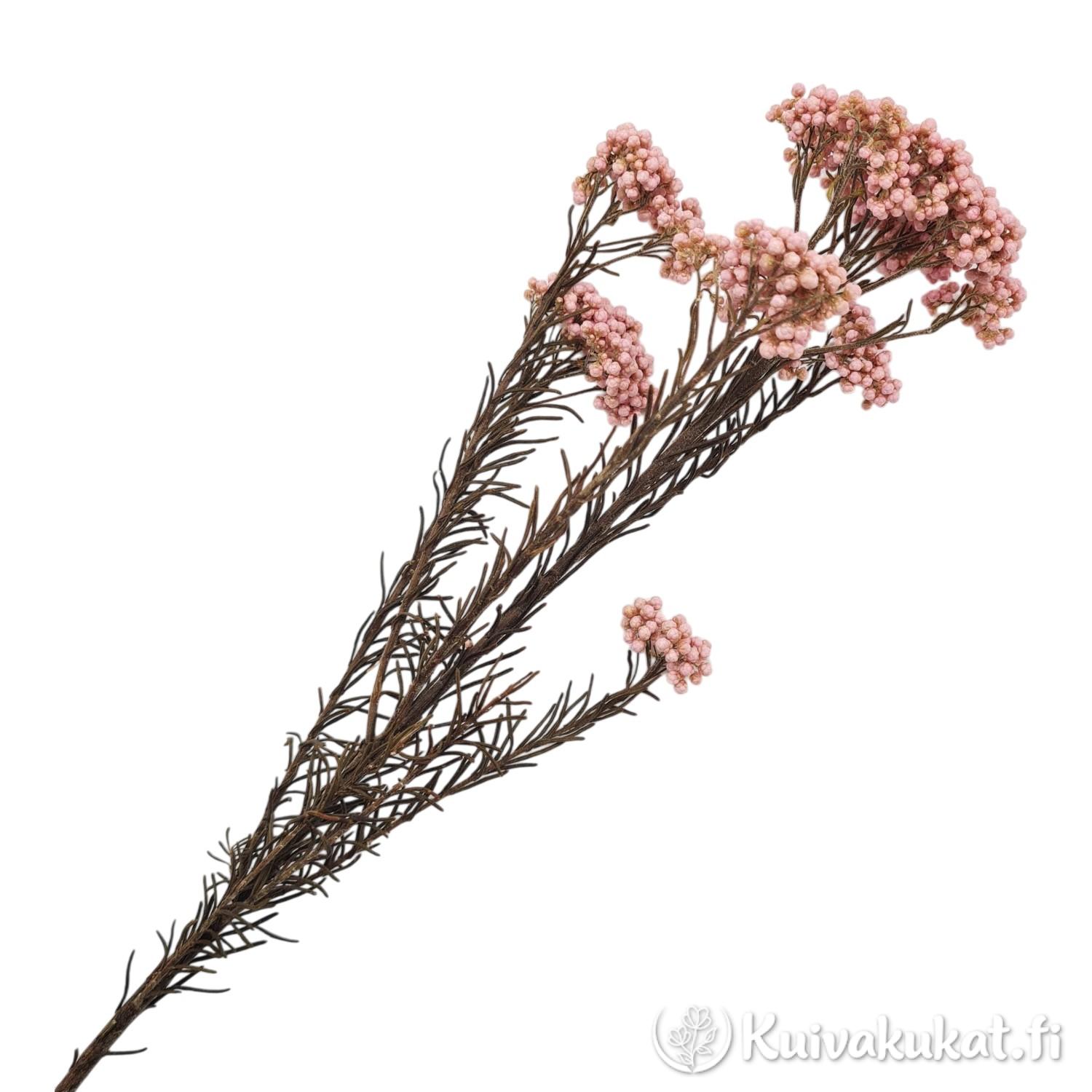 Stabiloitu riisikukka (Ozothamnus diosmifolius), vaaleanpunainen oksa valkoisella taustalla.