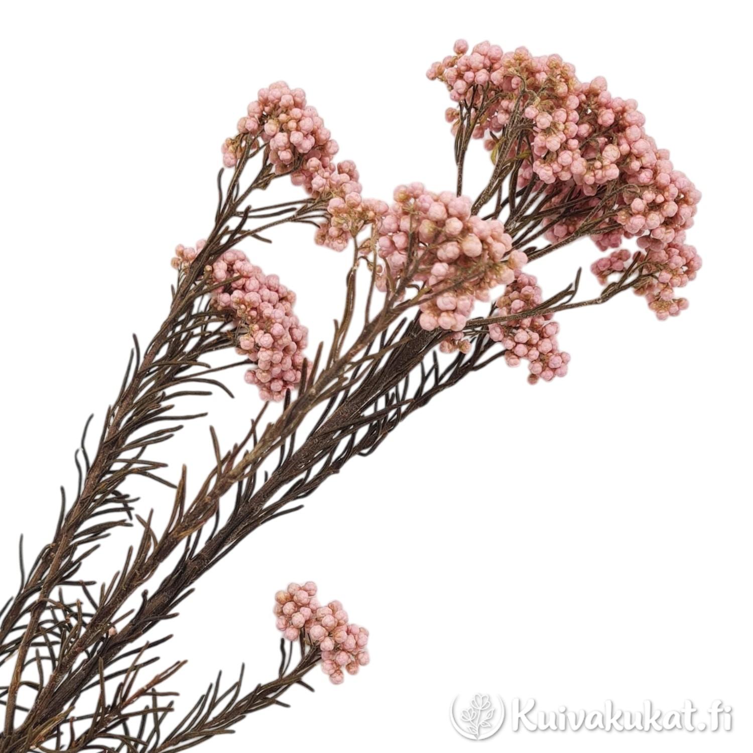 Lähikuva vaaleanpunaisen stabiloidun riisikukan (Ozothamnus diosmifolius) kukinnoista valkoisella taustalla.