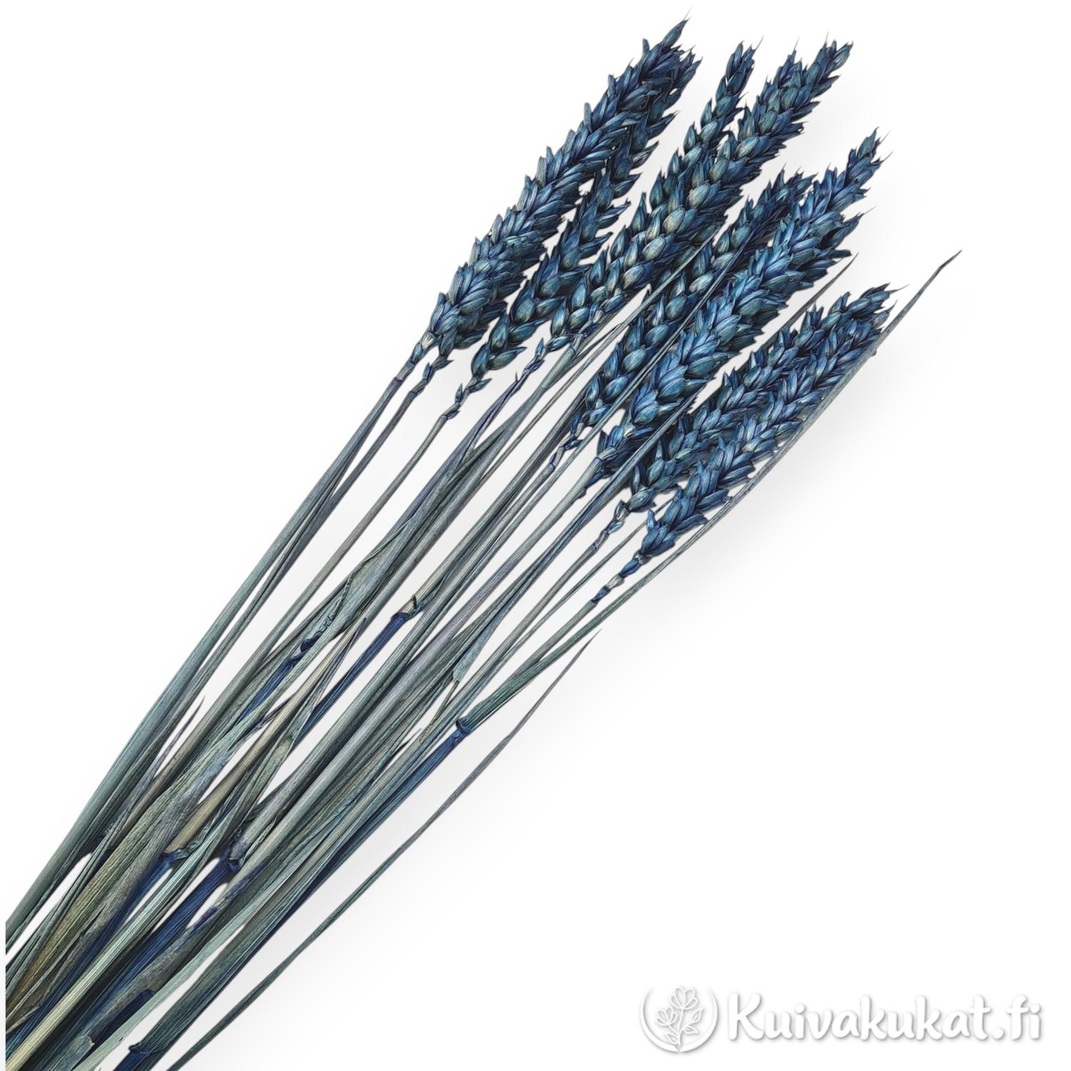 Nippu kuivattua ja värjättyä metallinsinistä vehnää (Triticum) valkoisella taustalla.