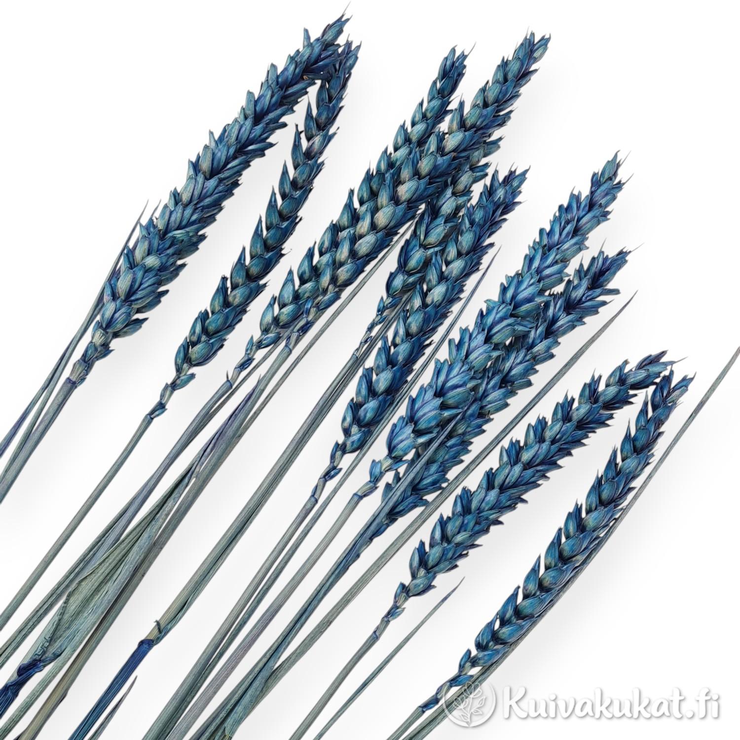 Lähikuva kuivatun ja värjätyn metallinsinisen vehnän (Triticum) tähkistä valkoisella taustalla.