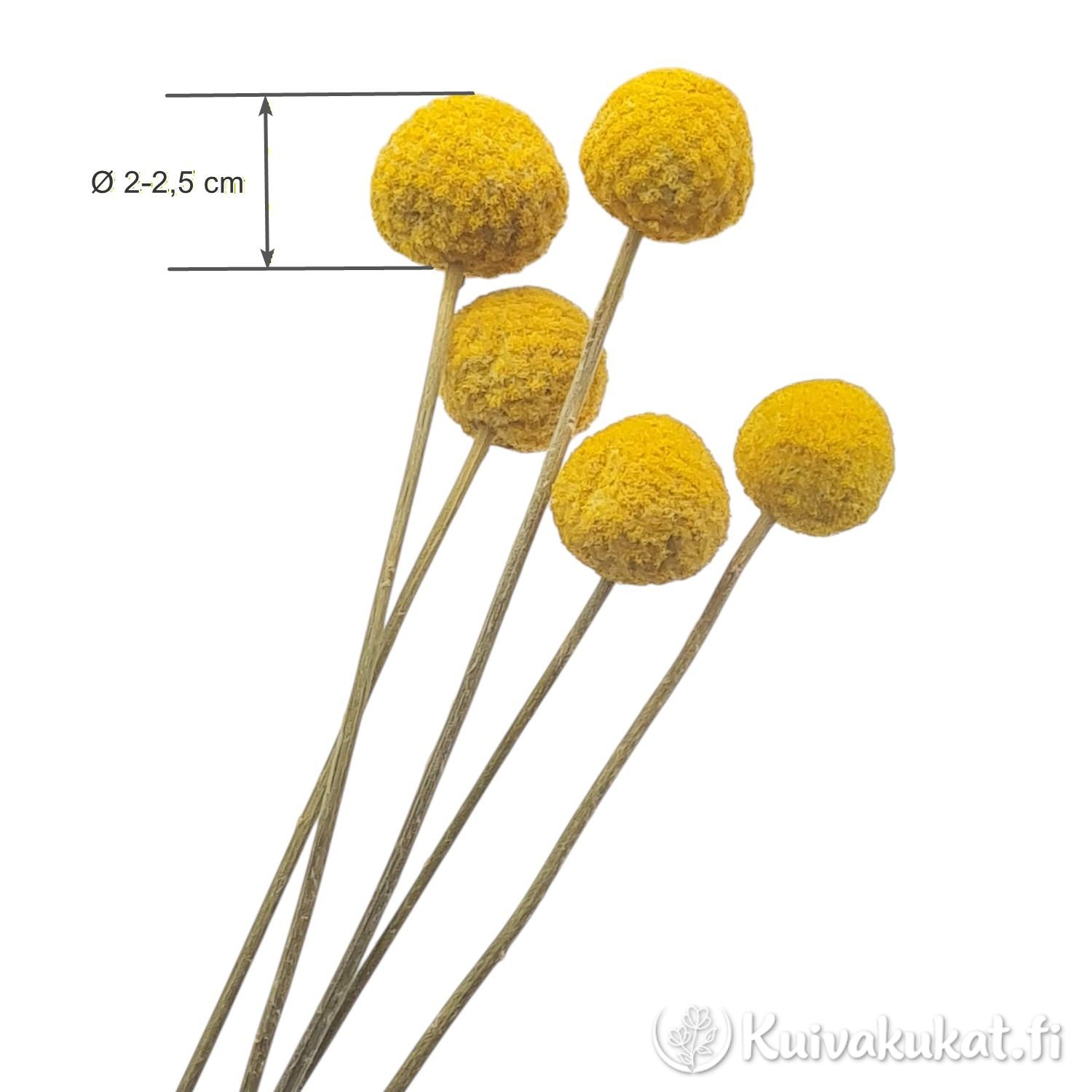Tuotekuva: Viisi vartta luonnollisen keltaista kuivattua kraspediaa (Craspedia globosa) valkoisella taustalla, Ø 2–2,5 cm mittatiedot.