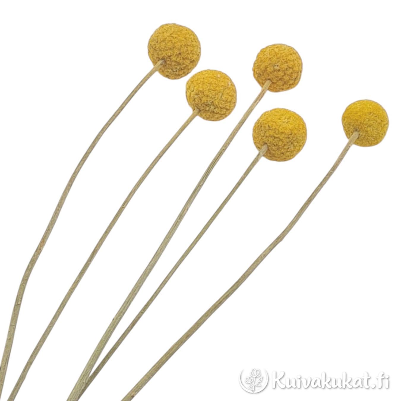 Nippu luonnollisen keltaista kuivattua kraspediaa (Craspedia globosa) valkoisella taustalla.