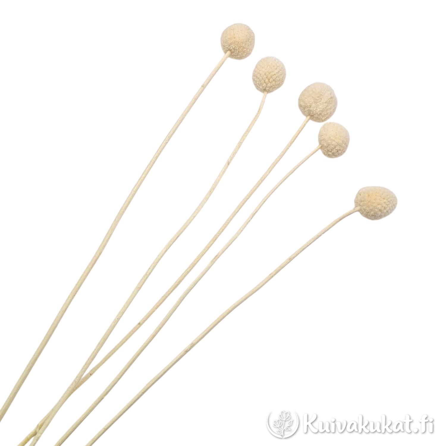 Viisi vartta valkaistua kraspediaa (Craspedia globosa) valkoisella taustalla.