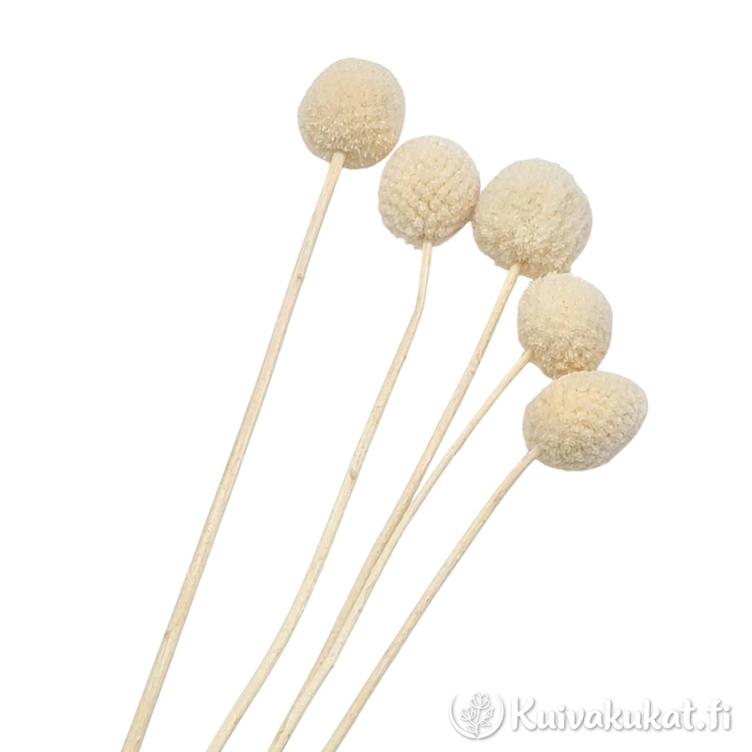 Viisi vartta valkaistua kraspediaa (Craspedia globosa) valkoisella taustalla.