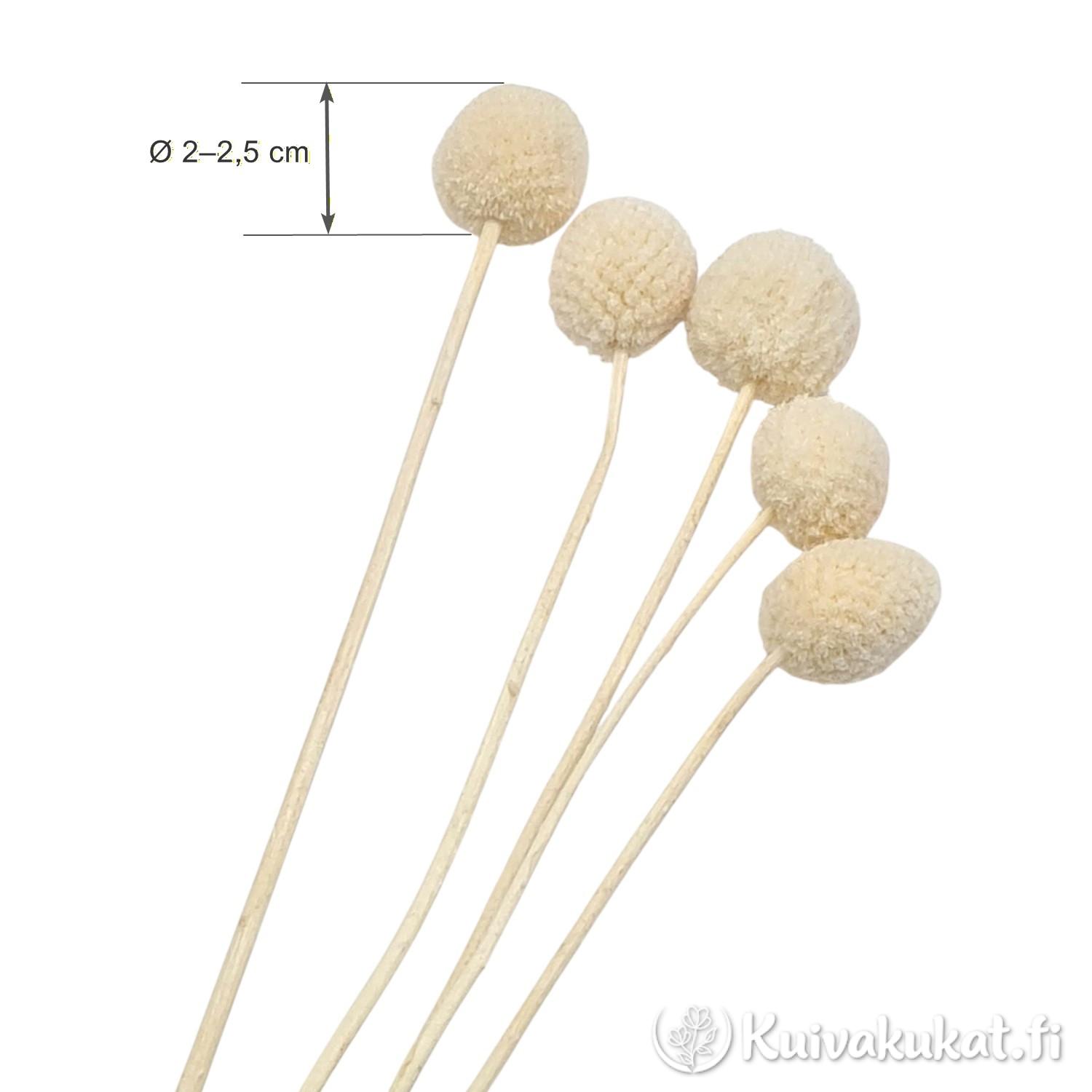 Tuotekuva: Viisi vartta valkaistua kraspediaa (Craspedia globosa) valkoisella taustalla, Ø 2–2,5 cm mittatiedot.