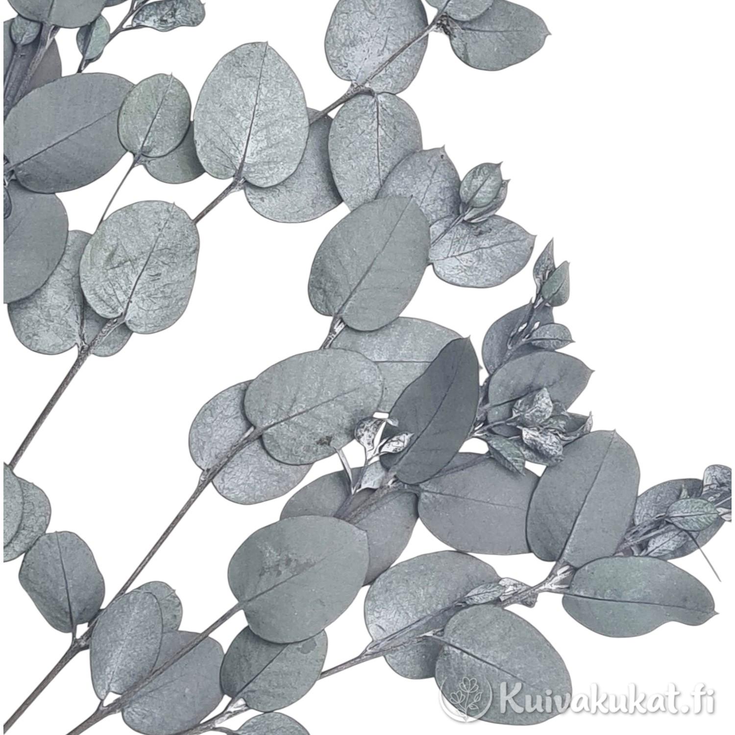 Lähikuva stabiloidun hopeaeukalyptuksen (Eucalyptus cinerea) metsänvihreistä lehdistä valkoisella taustalla.
