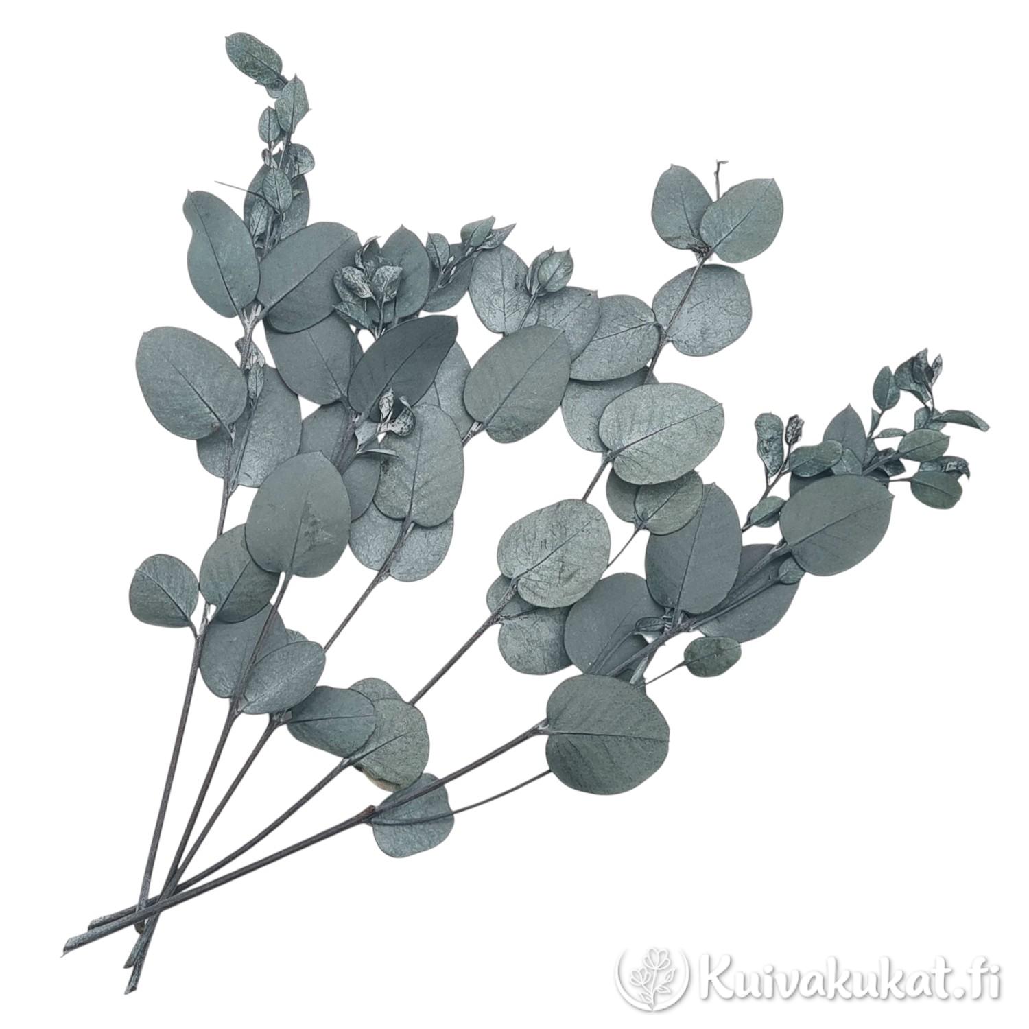 Viisi vartta stabiloitua metsänvihreää hopeaeukalyptusta (Eucalyptus cinerea) valkoisella taustalla.