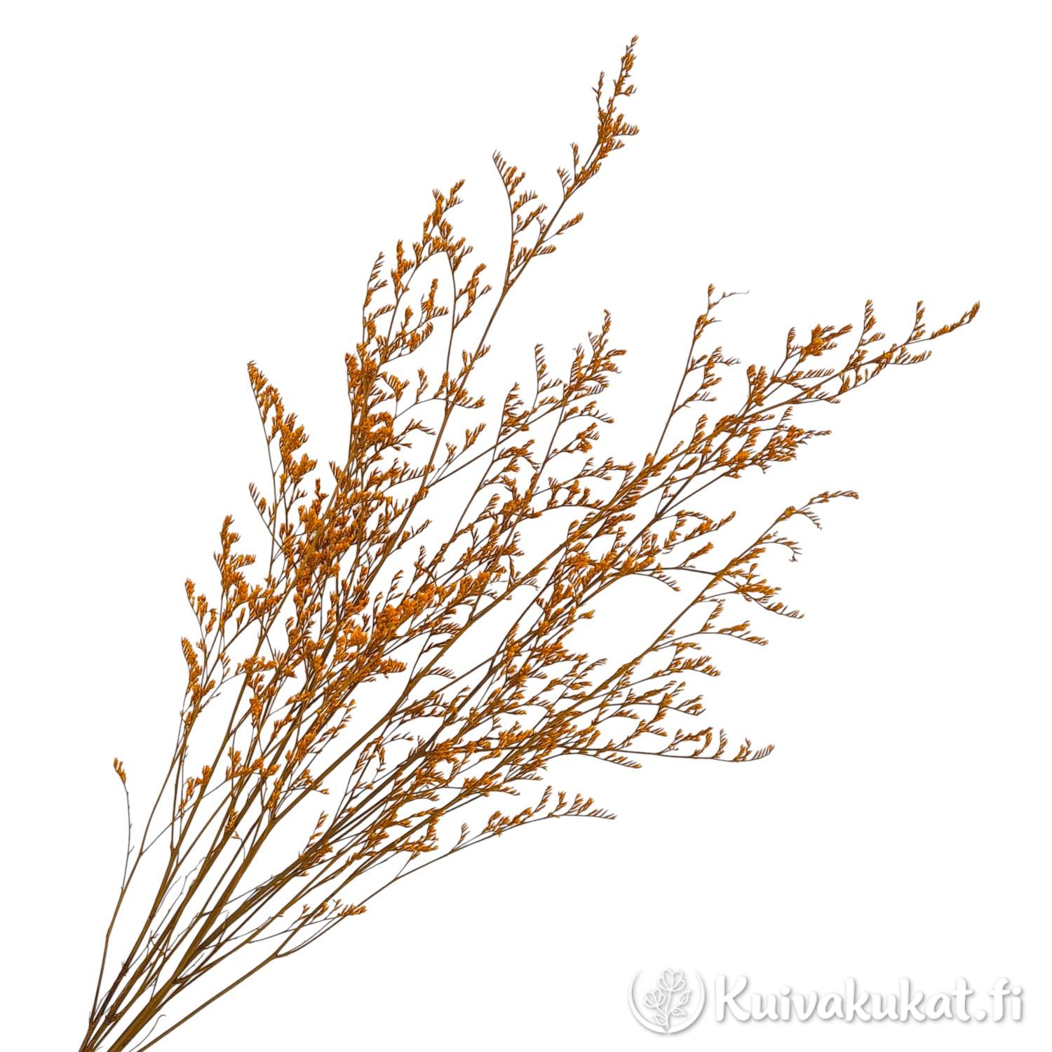 Stabiloitu oranssi lankaikiviuhko (Limonium bellidifolium) valkoisella taustalla.