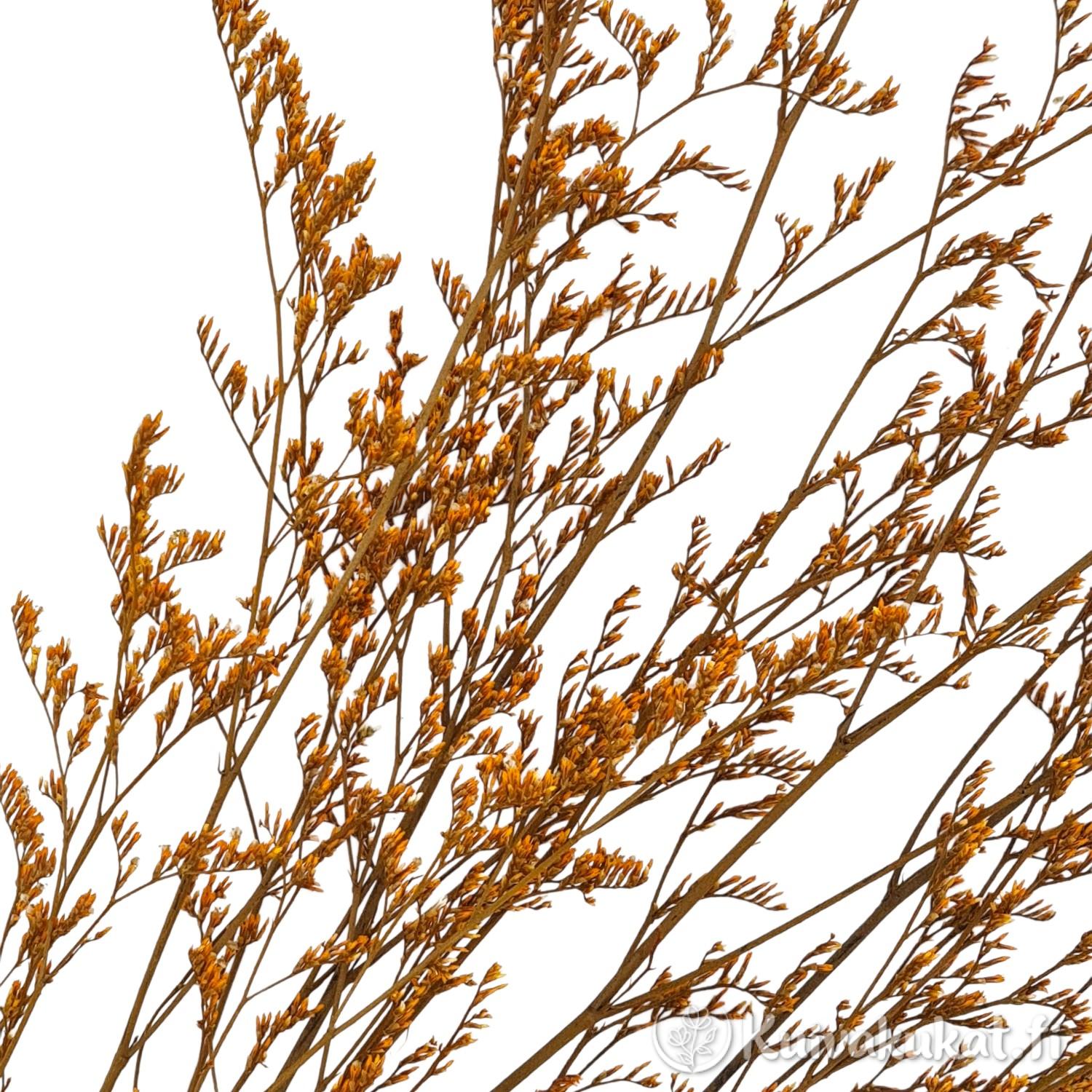 Makrokuva stabiloidun oranssin lankaikiviuhkon (Limonium bellidifolium) haaroittuvasta rakenteesta ja pienistä kukista valkoisella taustalla.