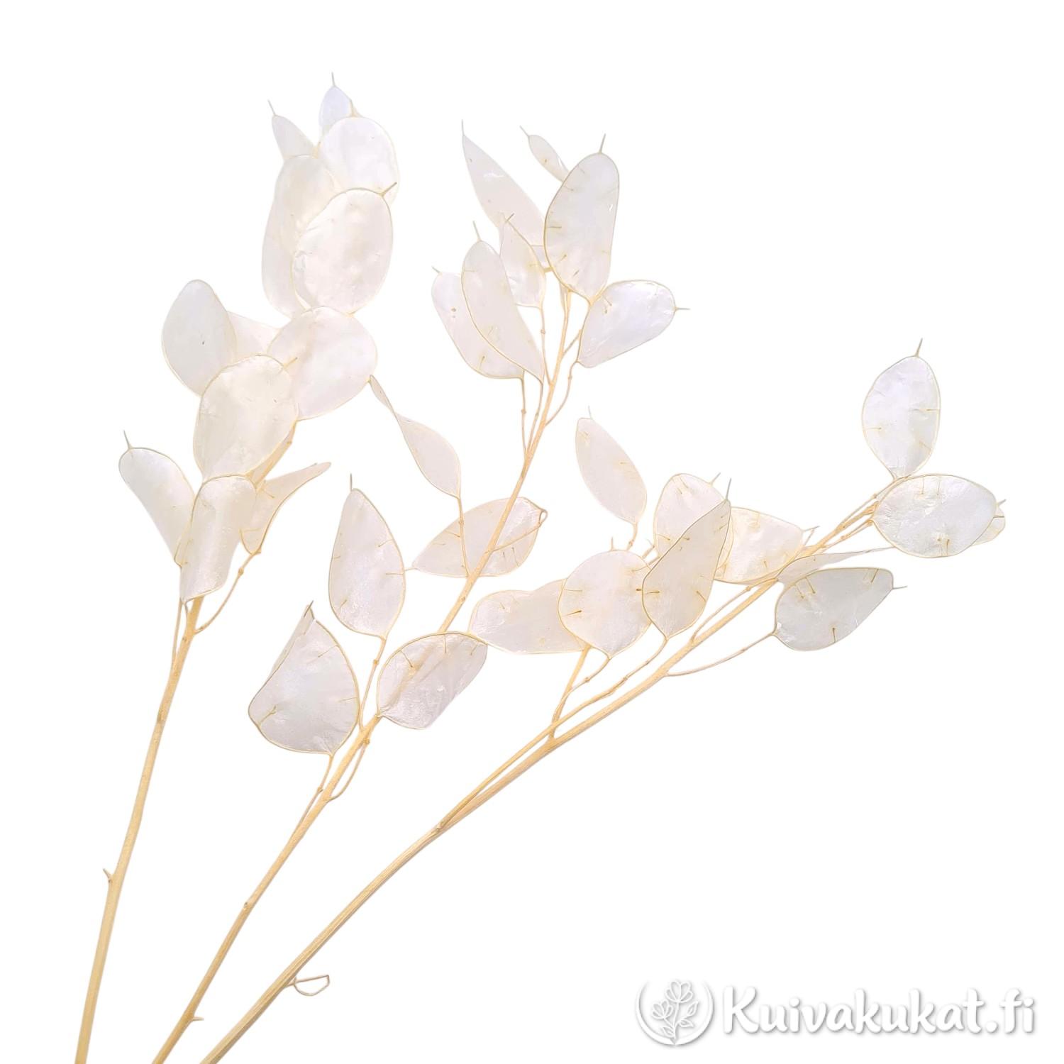 Lähikuva kolmesta valkaistusta kuuruohon (Lunaria annua) oksasta valkoisella taustalla. Oksissa on litteitä ja läpikuultavia siemenkotia, joiden pituus on noin 4 cm.