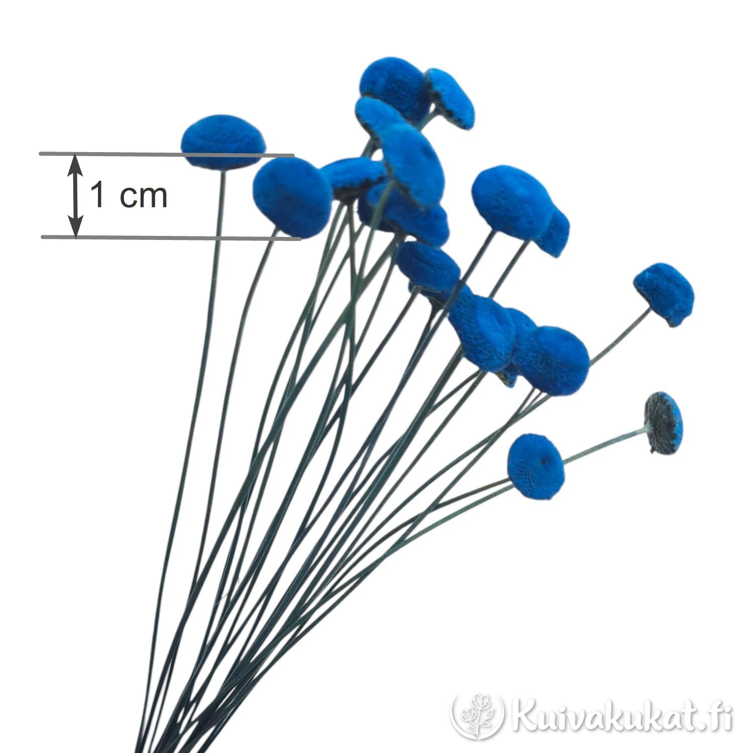 Havainnollistava kuva kirkkaansinisestä stabiloidusta botao-kukasta (Syngonanthus elegans), jossa on mittamerkintä kukinnon 1 cm koosta.