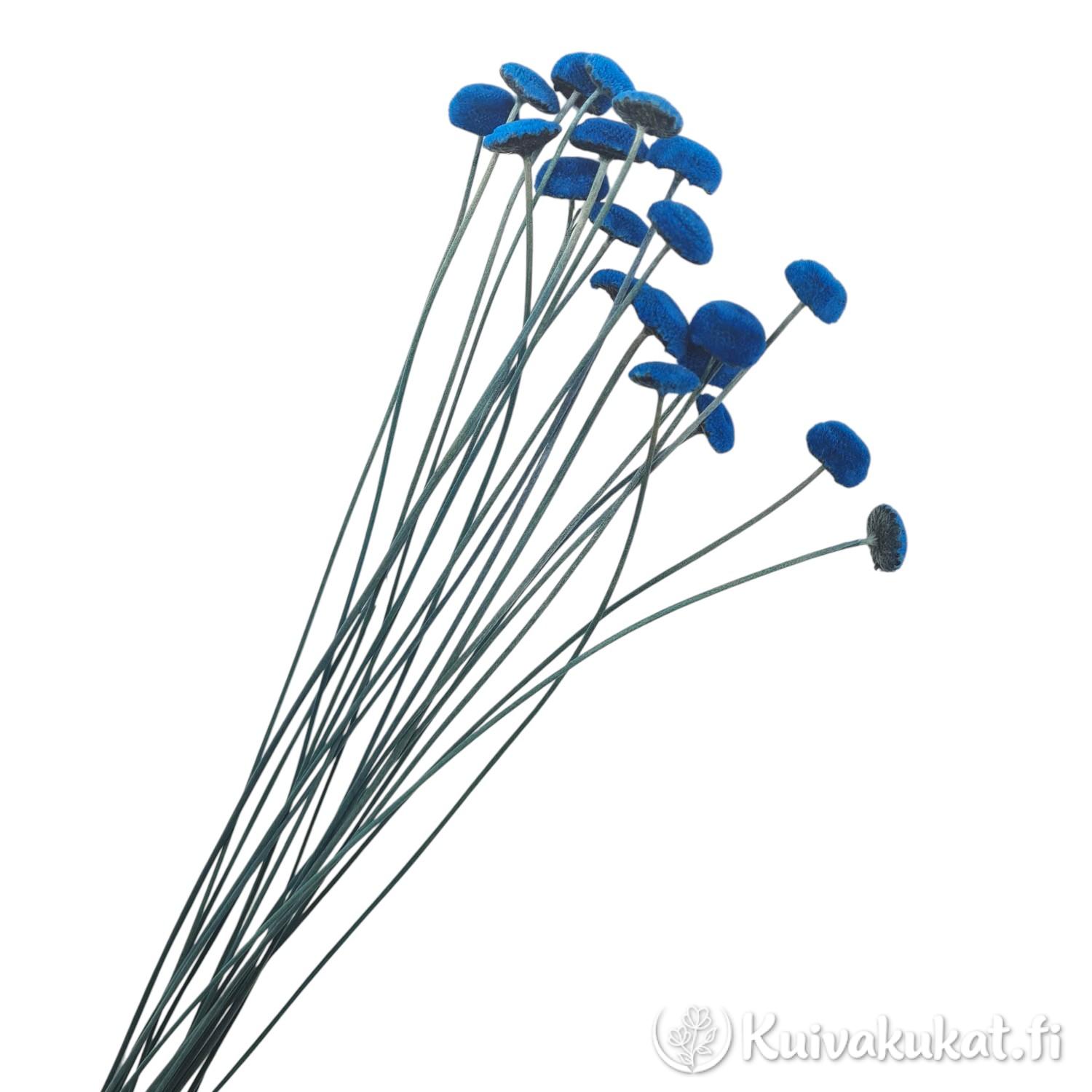 Nippu kirkkaansinisiä stabiloituja botao-kukkia (Syngonanthus elegans) valkoisella taustalla.