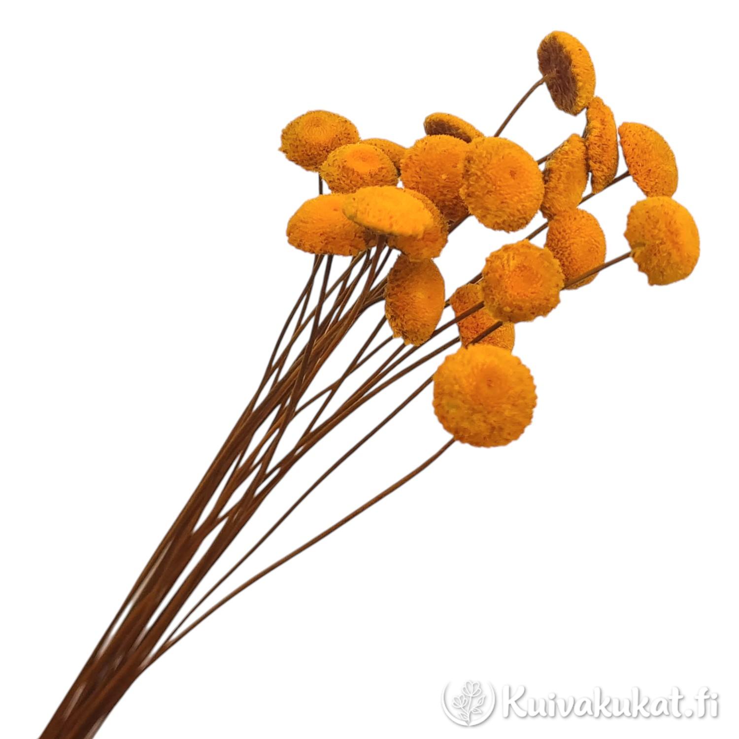 Nippu stabiloituja ja tummankeltaiseksi värjättyjä botao-kukkia (Syngonanthus elegans) valkoisella taustalla.