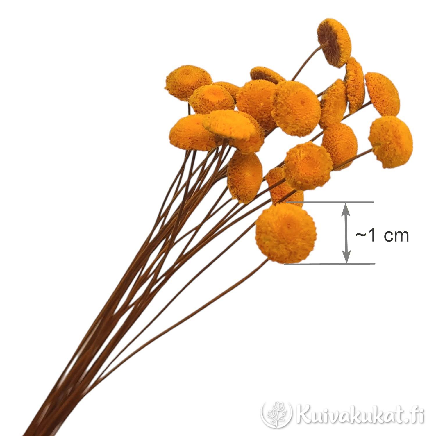 Havainnollistava kuva tummankeltaisesta stabiloidusta botao-kukasta (Syngonanthus elegans), jossa on mittamerkintä kukinnon noin 1 cm koosta.
