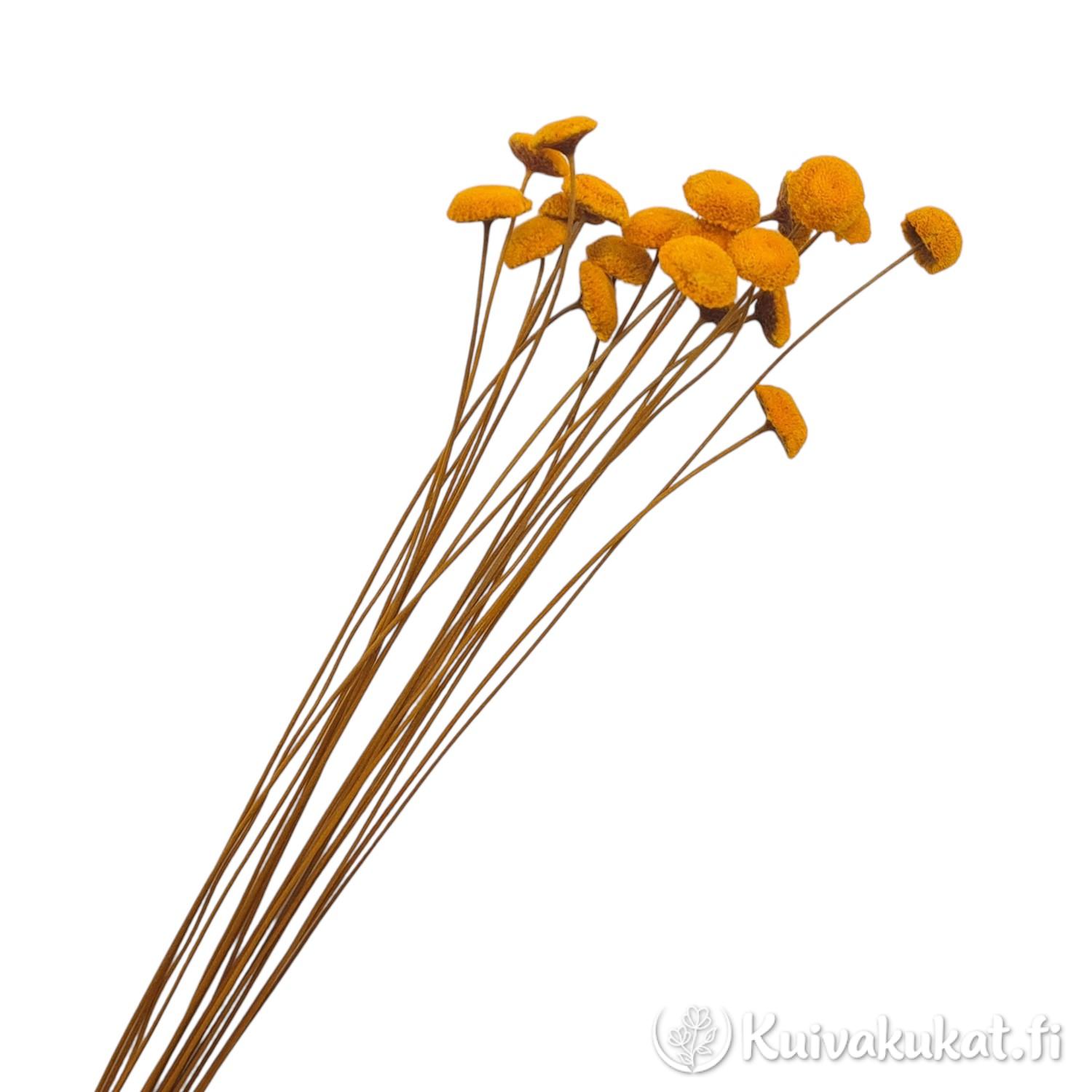 Ammobium alatum -kuivakukkien nippu pitkillä varsilla ja keltaoransseilla pallomaisilla kukkapäillä valkoisella pohjalla.