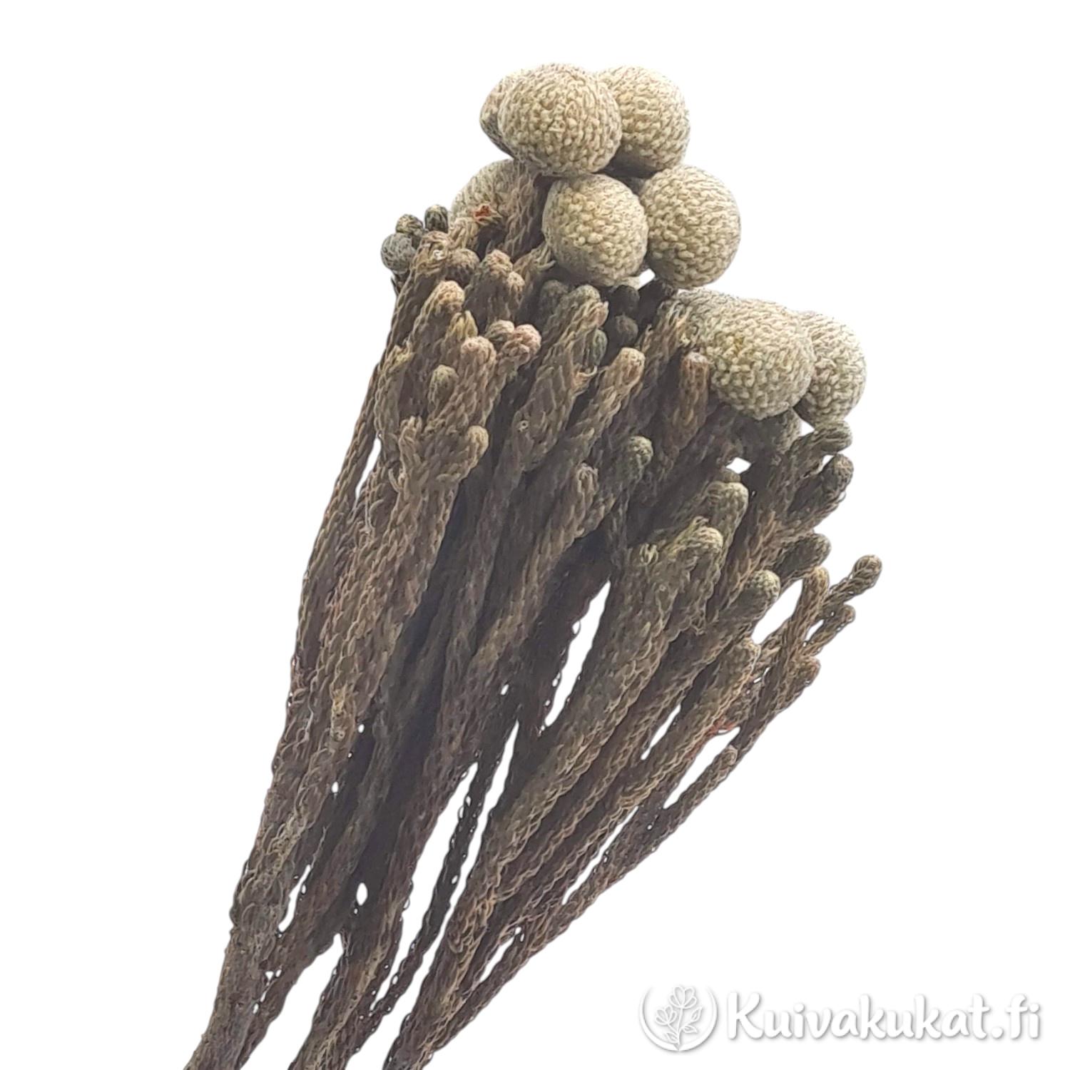 Lähikuva harmaanruskeasta stabiloidusta brunian (Brunia laevis) oksasta ja pyöreistä kukinnoista valkoisella taustalla.