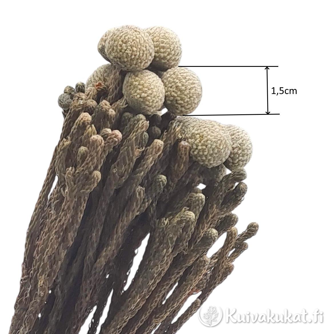 Lähikuva stabiloidun harmaanruskean brunian (Brunia laevis) kukinnoista, mittanuoli osoittaa yhden pallon kooksi 1,5 cm valkoisella taustalla.