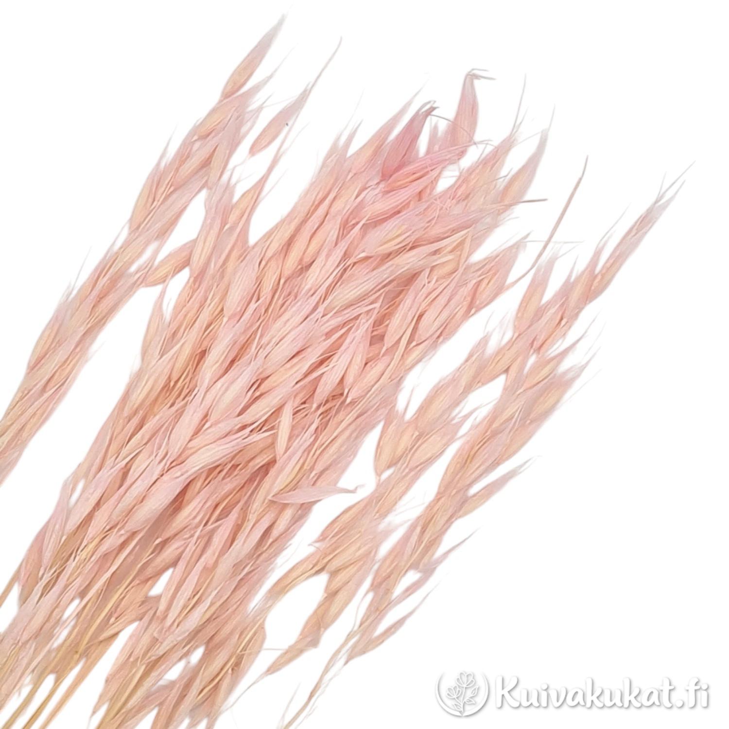 Lähikuva puuteriroosan kuivatun kauran (Avena sativa) tähkistä valkoisella taustalla.