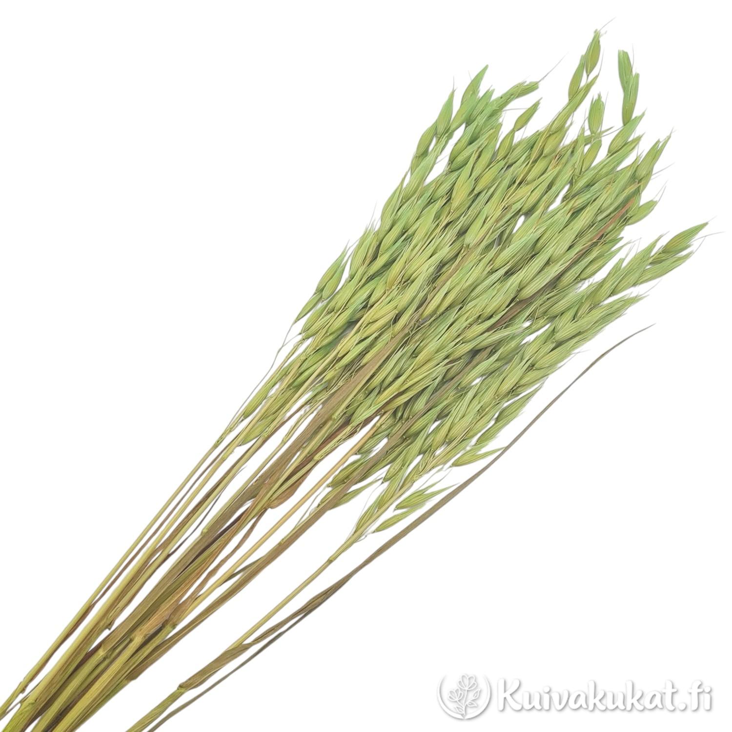 Nippu vaaleanvihreäksi värjättyä kuivattua kauraa (Avena sativa) valkoisella taustalla.