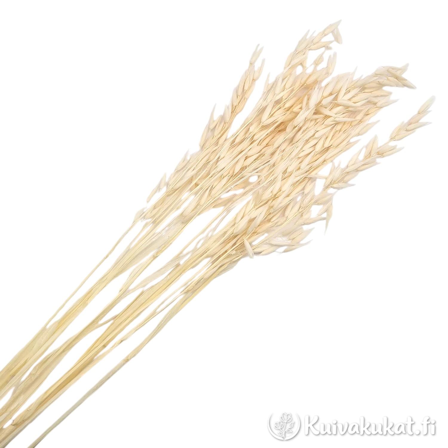 Nippu valkaistua kuivattua kauraa (Avena sativa) valkoisella taustalla.