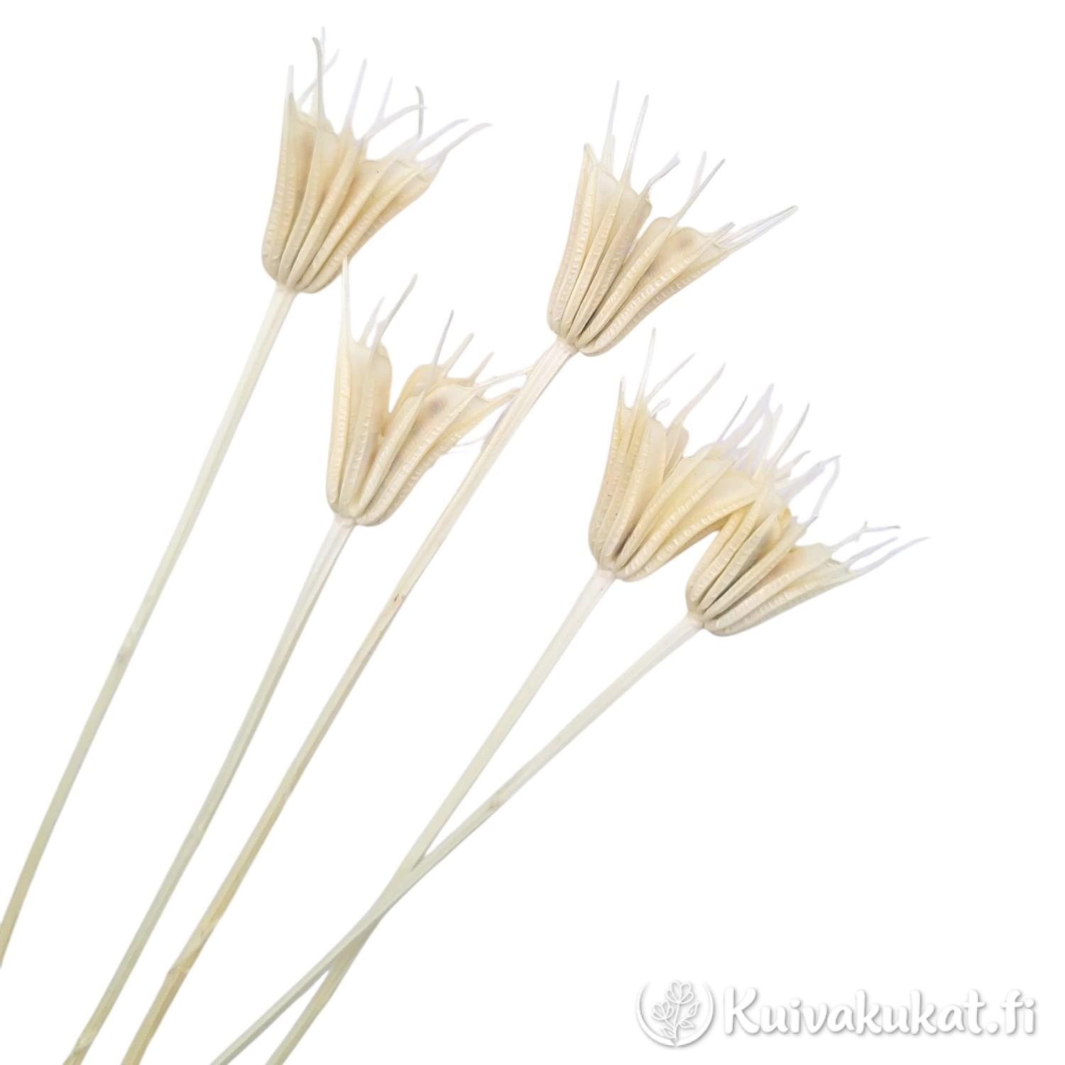 Viisi valkaistua idänneidon (Nigella orientalis) siemenkotaa valkoisella taustalla.