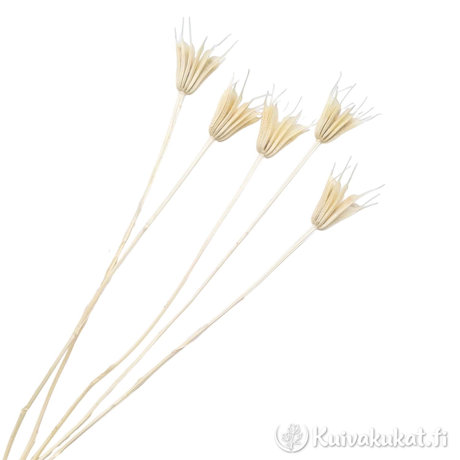 Viisi pitkää valkaistua idänneidon (Nigella orientalis) vartta siemenkotineen valkoisella taustalla.