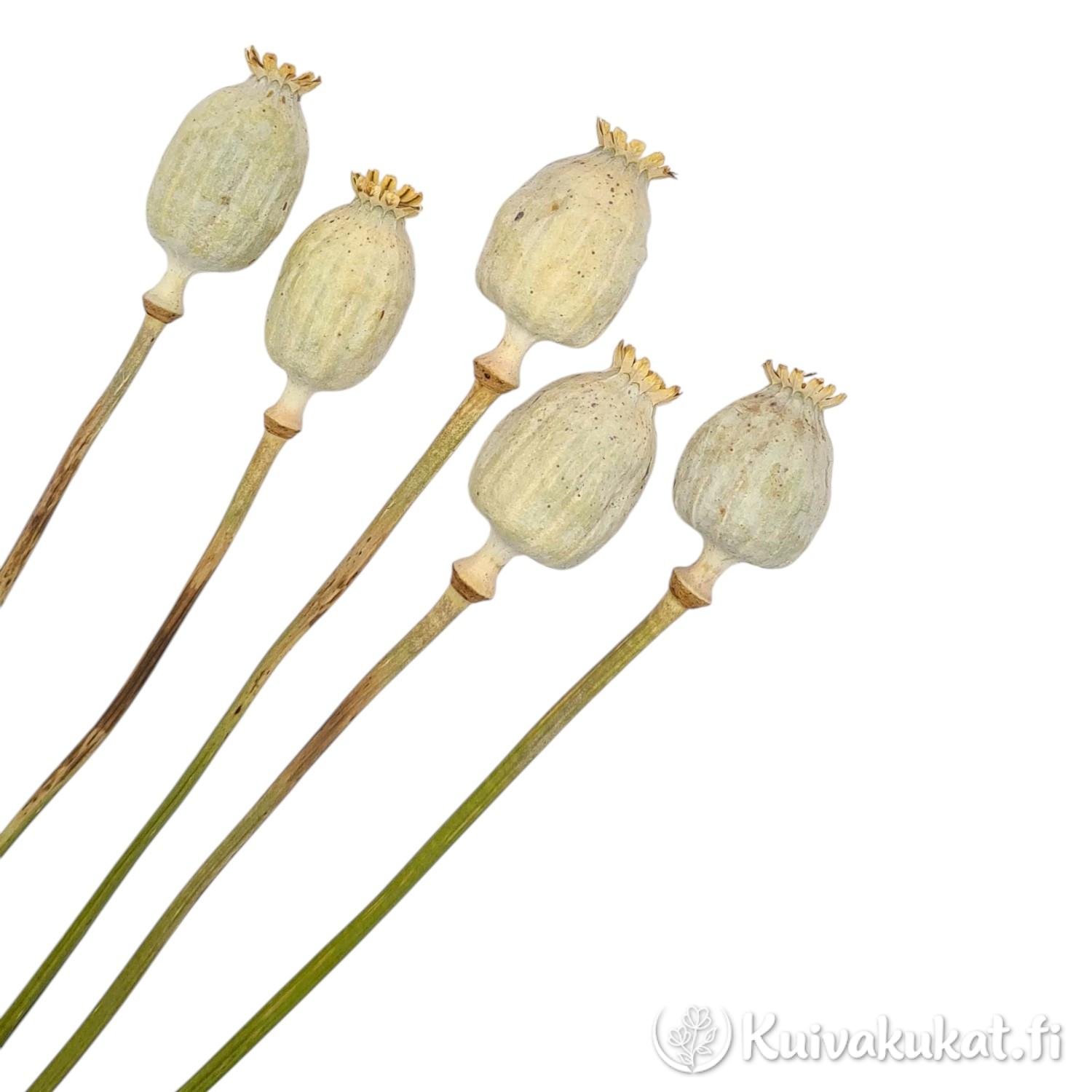 Viisi suurikokoista luonnonväristä unikonkotaa (Papaver somniferum) valkoisella taustalla.