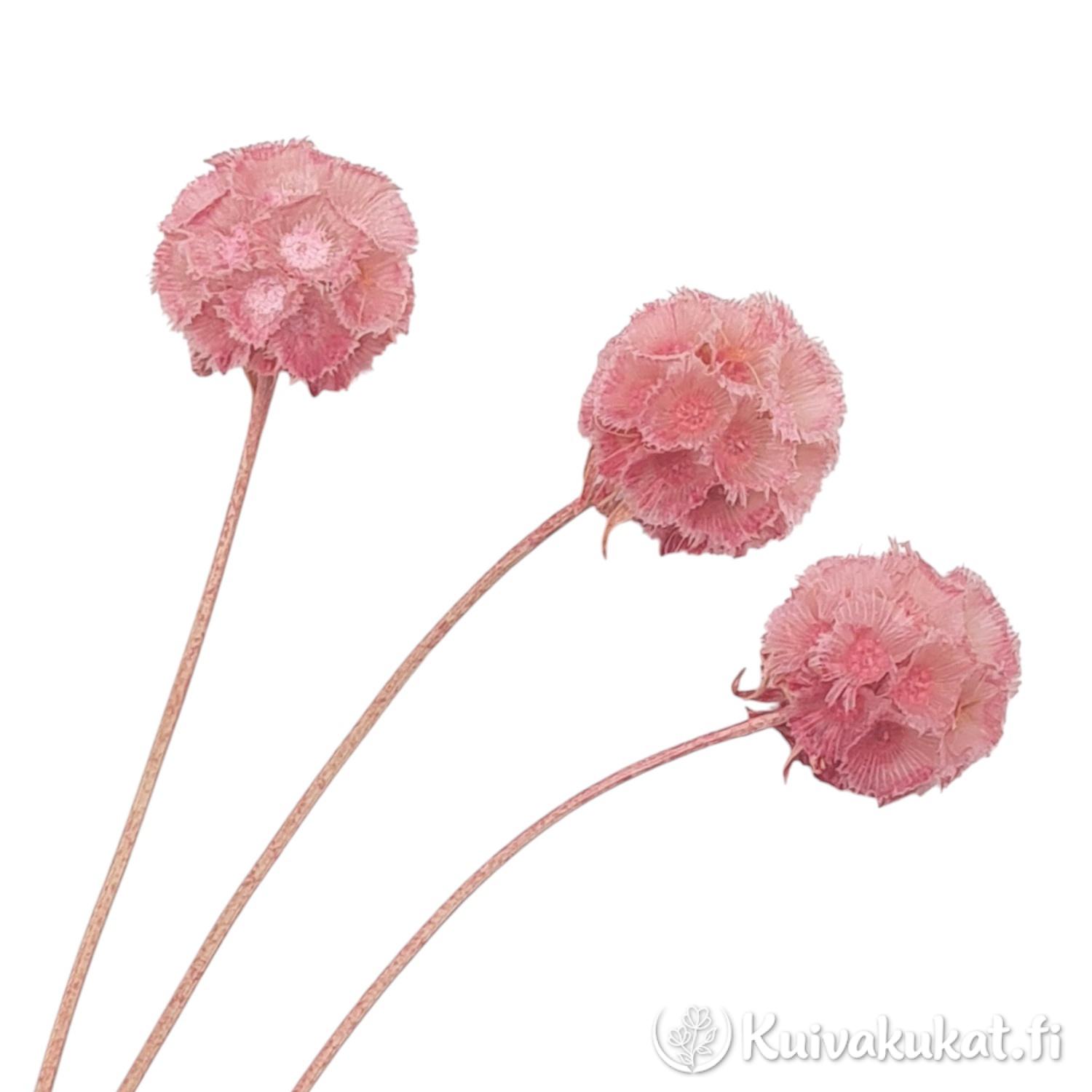 Pieni nippu (3 kpl) kuivattuja, vaaleanpunaiseksi värjättyjä tähtiskabioosan (Scabiosa stellata) kukkia valkoisella taustalla. Kukkien halkaisija n. 3 cm.