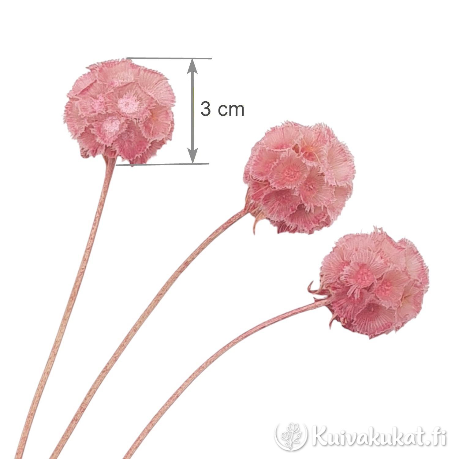 Lähikuva kolmesta kuivatusta, vaaleanpunaiseksi värjätystä tähtiskabioosan (Scabiosa stellata) kukinnosta valkoisella taustalla. Kuvassa on mittanuoli, joka osoittaa kukinnon halkaisijaksi 3 cm.