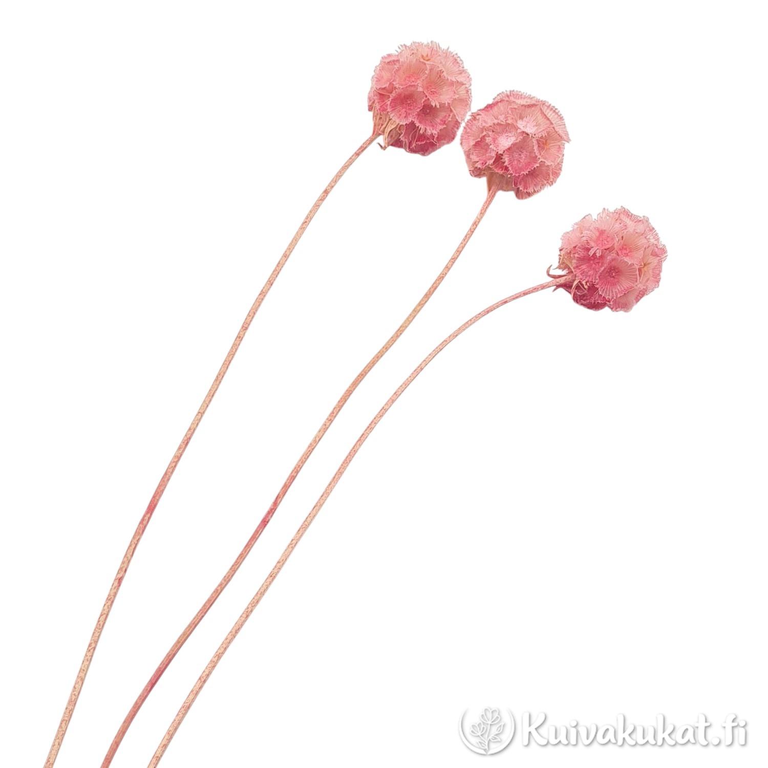 Nippu kuivattuja vaaleanpunaisia tähtiskabioosan (Scabiosa stellata) siemenkotia ohuilla varsilla valkoisella taustalla, sidottu juuttinarulla.