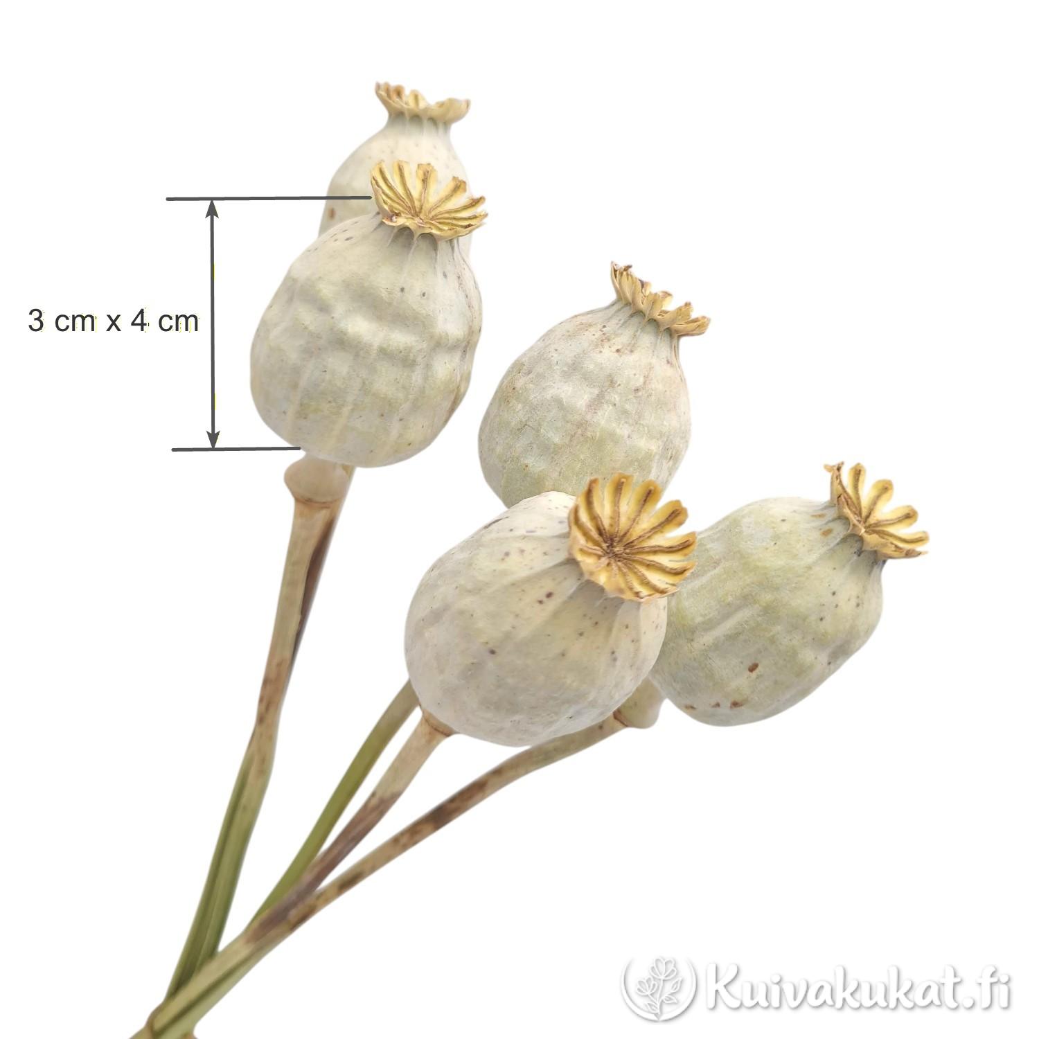 Lähikuva viidestä kuivatusta luonnonvärisestä unikonkodasta (Papaver somniferum) valkoisella taustalla. Kuvassa on mittanuoli, joka osoittaa siemenkodan kooksi 3 x 4 cm.