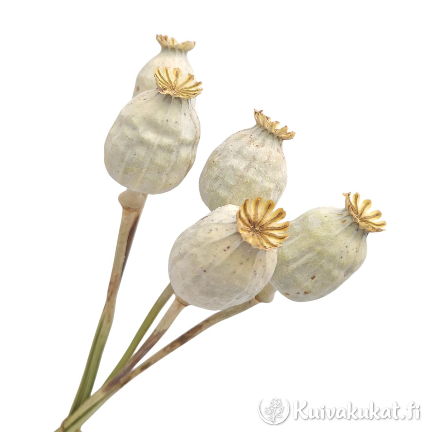 Viisi kuivattua luonnonväristä unikonkotaa (Oopiumunikko, Papaver somniferum) valkoisella taustalla.