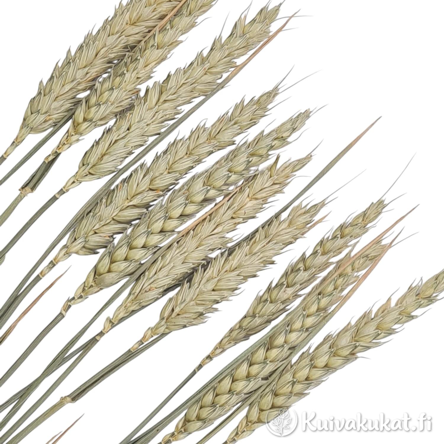 Lähikuva kuivatuista, luonnonvärisistä vehnän (Triticum) tähkistä valkoisella taustalla.