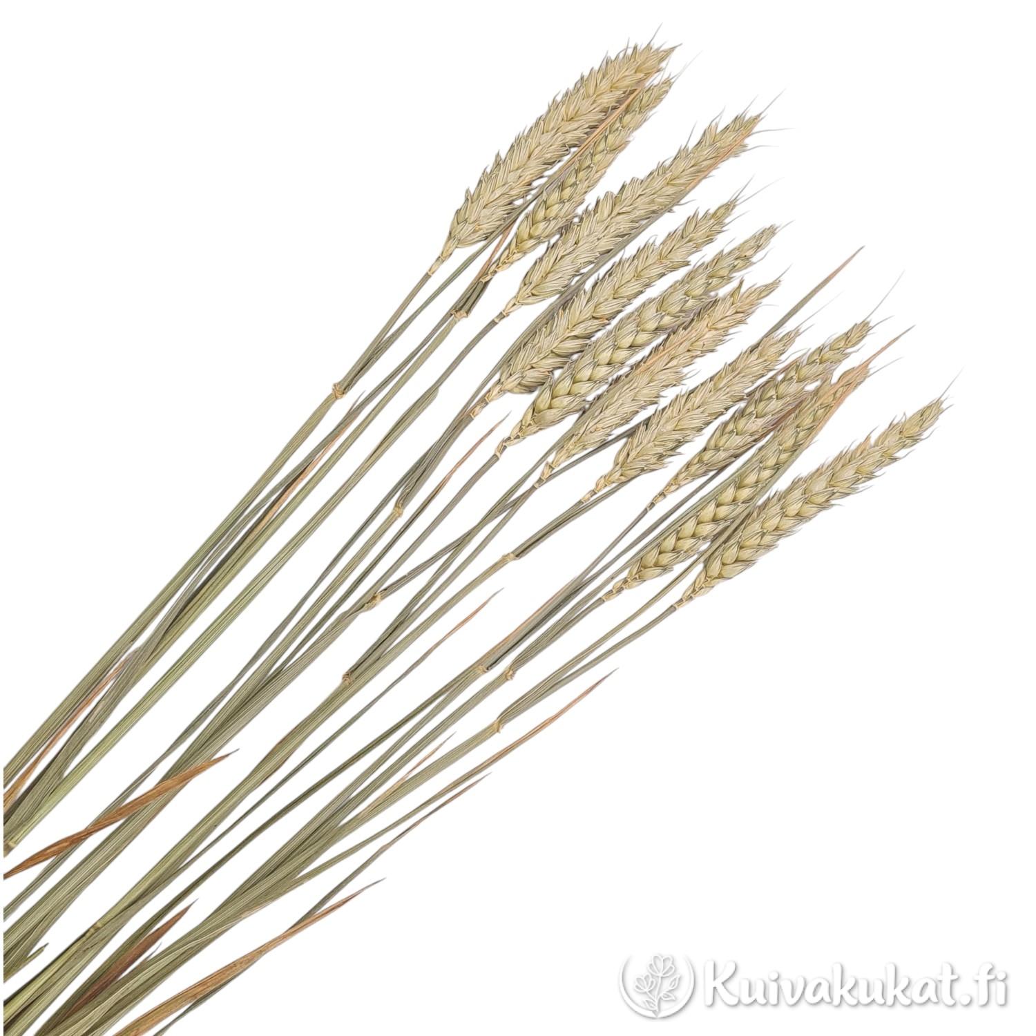 Nippu luonnollisia, kuivattuja vehnän (Triticum) tähkiä pitkillä varsilla valkoisella taustalla. Sävy on kevyesti vihertävä oljenkeltainen.