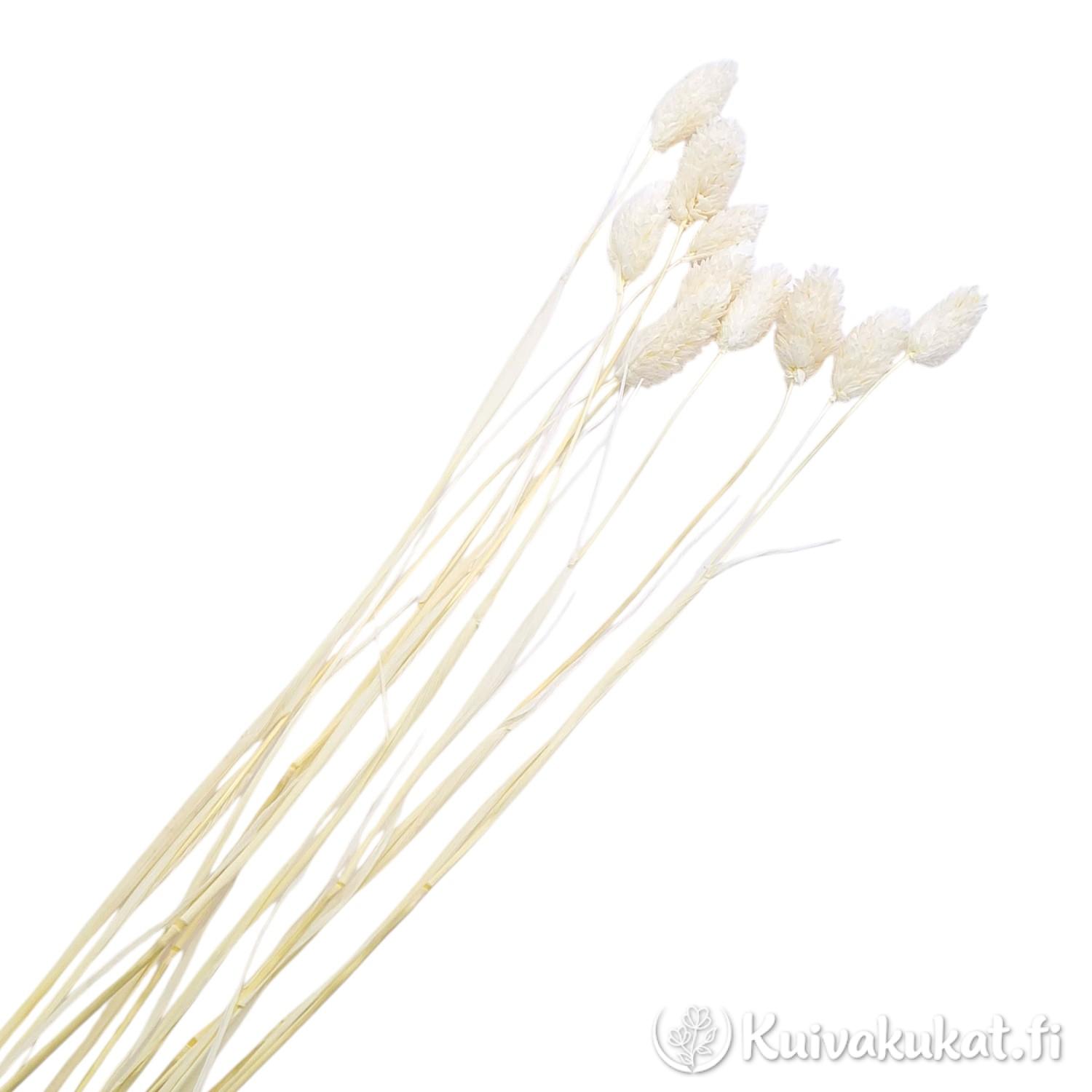 Nippu pitkävartista, valkaistua kanarianhelpeä (Phalaris canariensis) valkoisella taustalla.