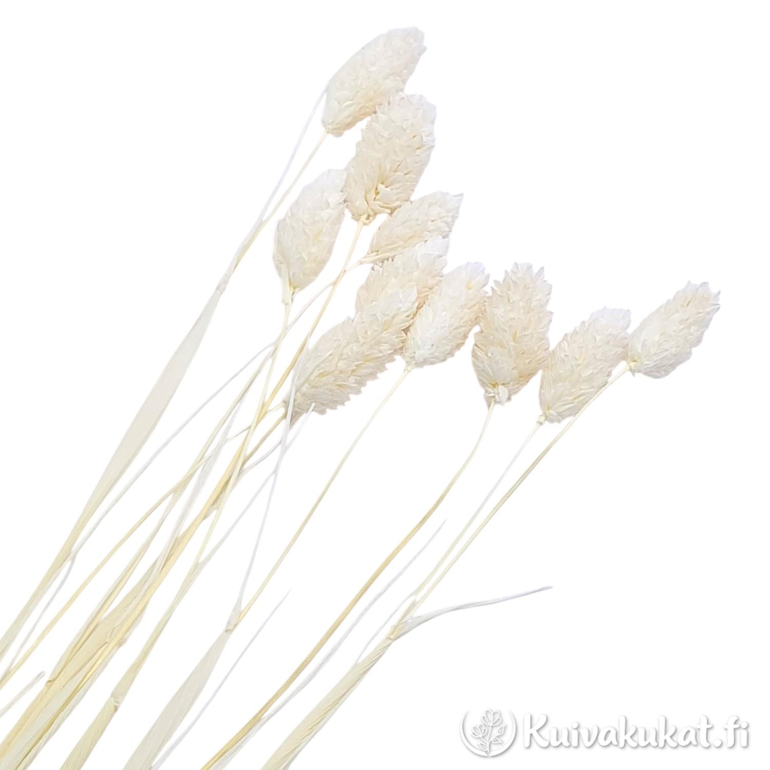 Lähikuva nipusta valkaistua kanarianhelpeä (Phalaris canariensis) valkoisella taustalla.