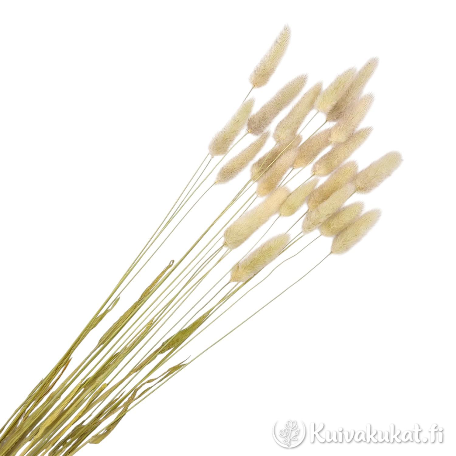 Nippu pitkävartisia, luonnollisen värisiä jänönhännän tähkiä valkoisella taustalla.