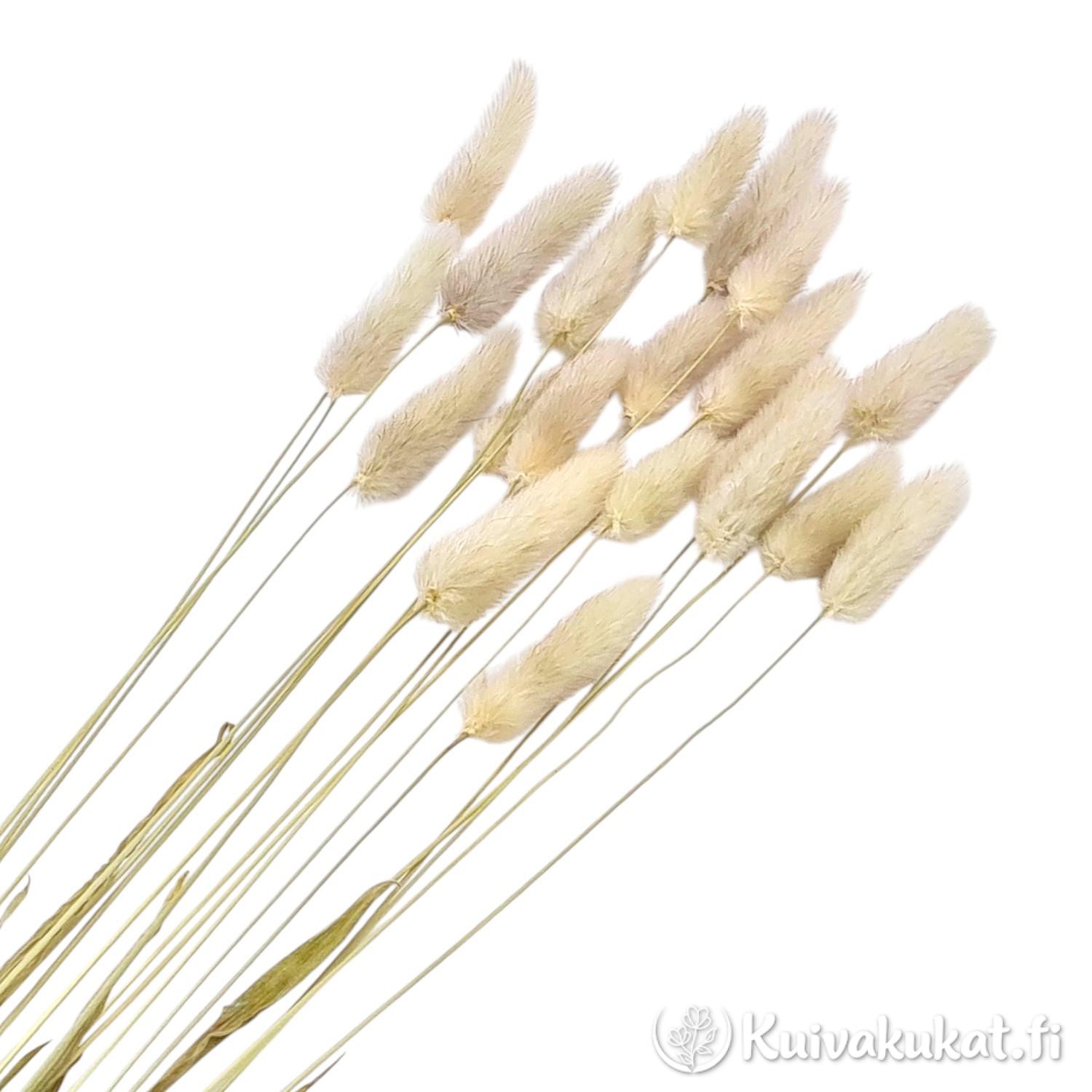 Nippu luonnollisen värisiä, värjäämättömiä jänönhännän (Lagurus ovatus) tähkiä valkoisella taustalla.
