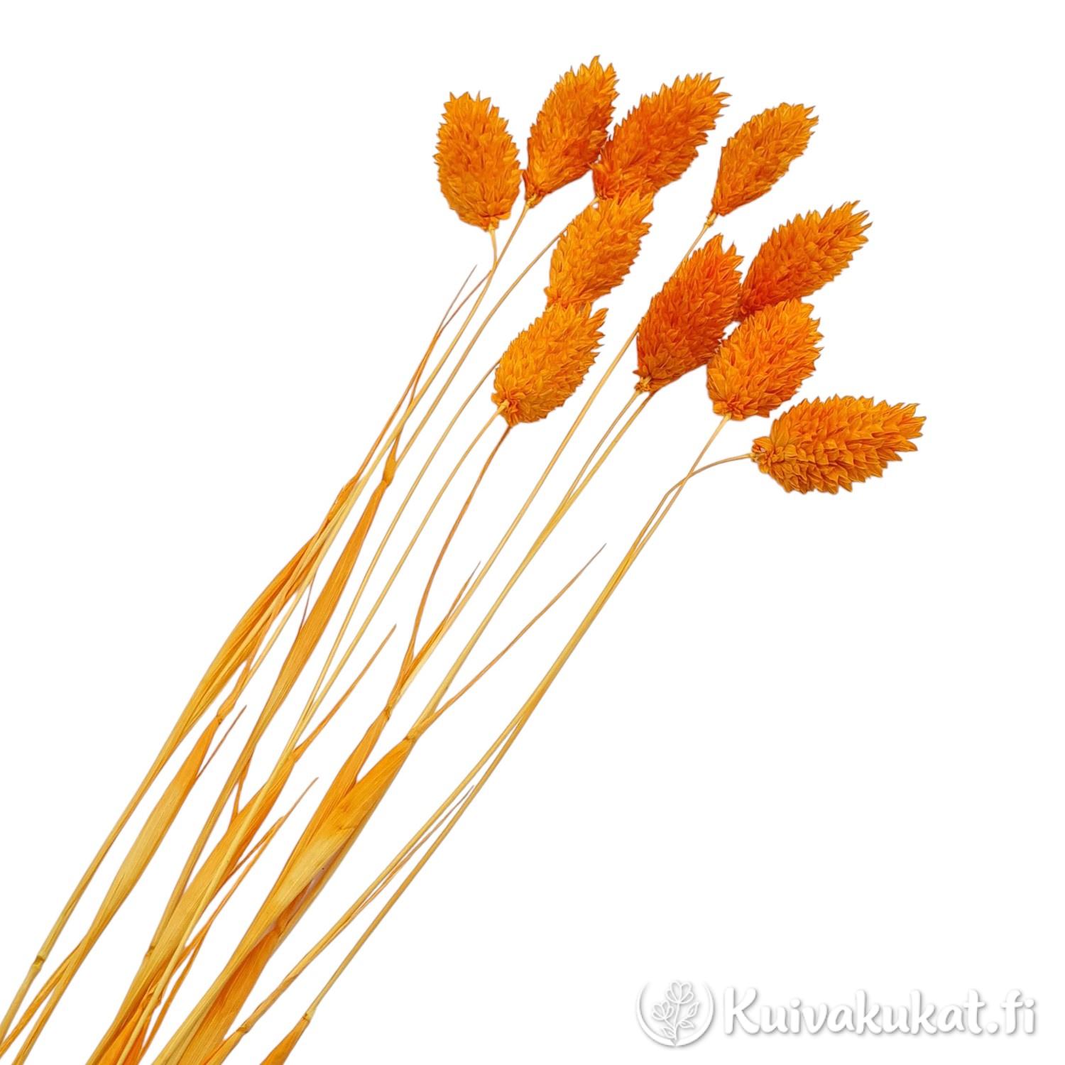 Nippu intensiivisen oranssia, kuivattua Kanarianhelpi (Phalaris canariensis) -kukkaa valkoisella taustalla.