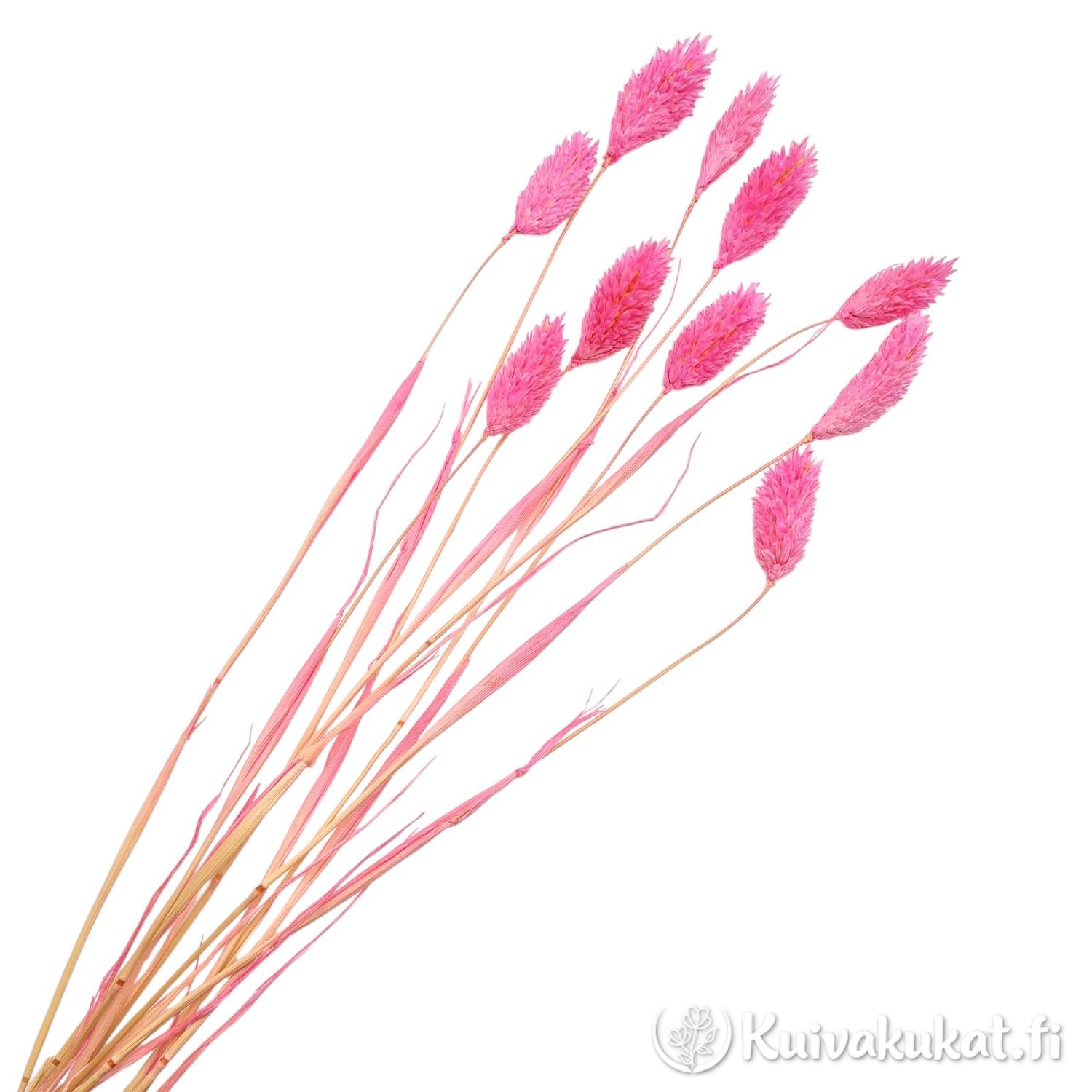 Koko kuva nipusta pinkiksi värjättyä kanarianhelpeä (Phalaris canariensis) valkoisella taustalla.