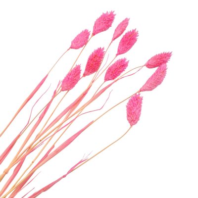 Pinkki