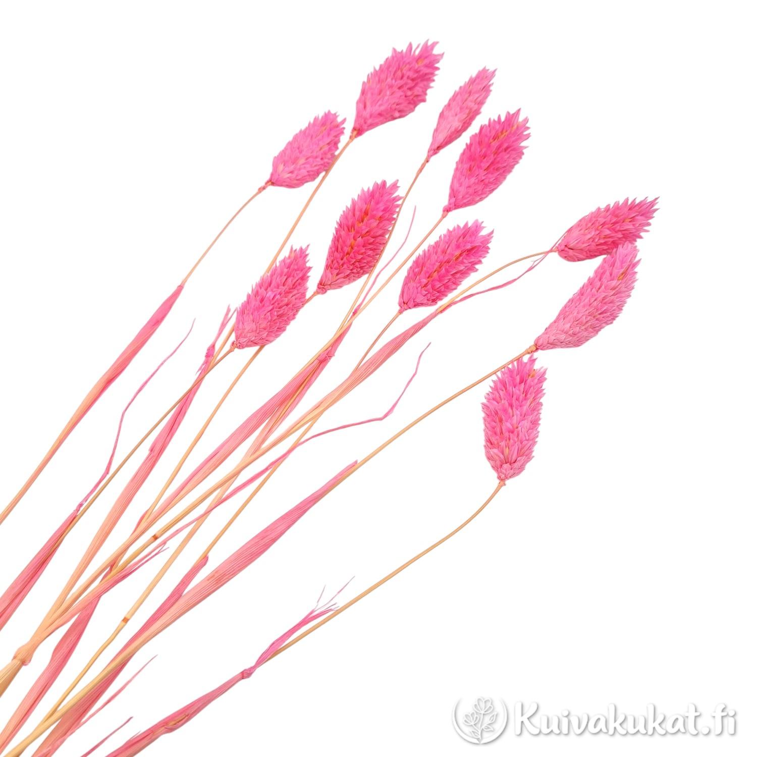 Nippu pitkävartista, pinkiksi värjättyä kanarianhelpeä (Phalaris canariensis) valkoisella taustalla.