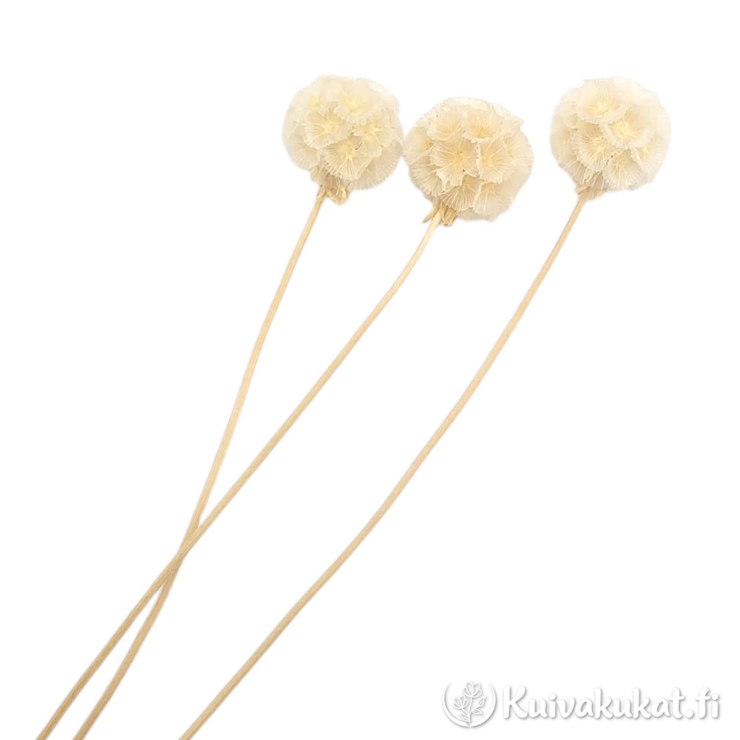Kolme pitkävartista valkaistua tähtiskabioosan (Scabiosa stellata) kukintoa valkoisella taustalla.