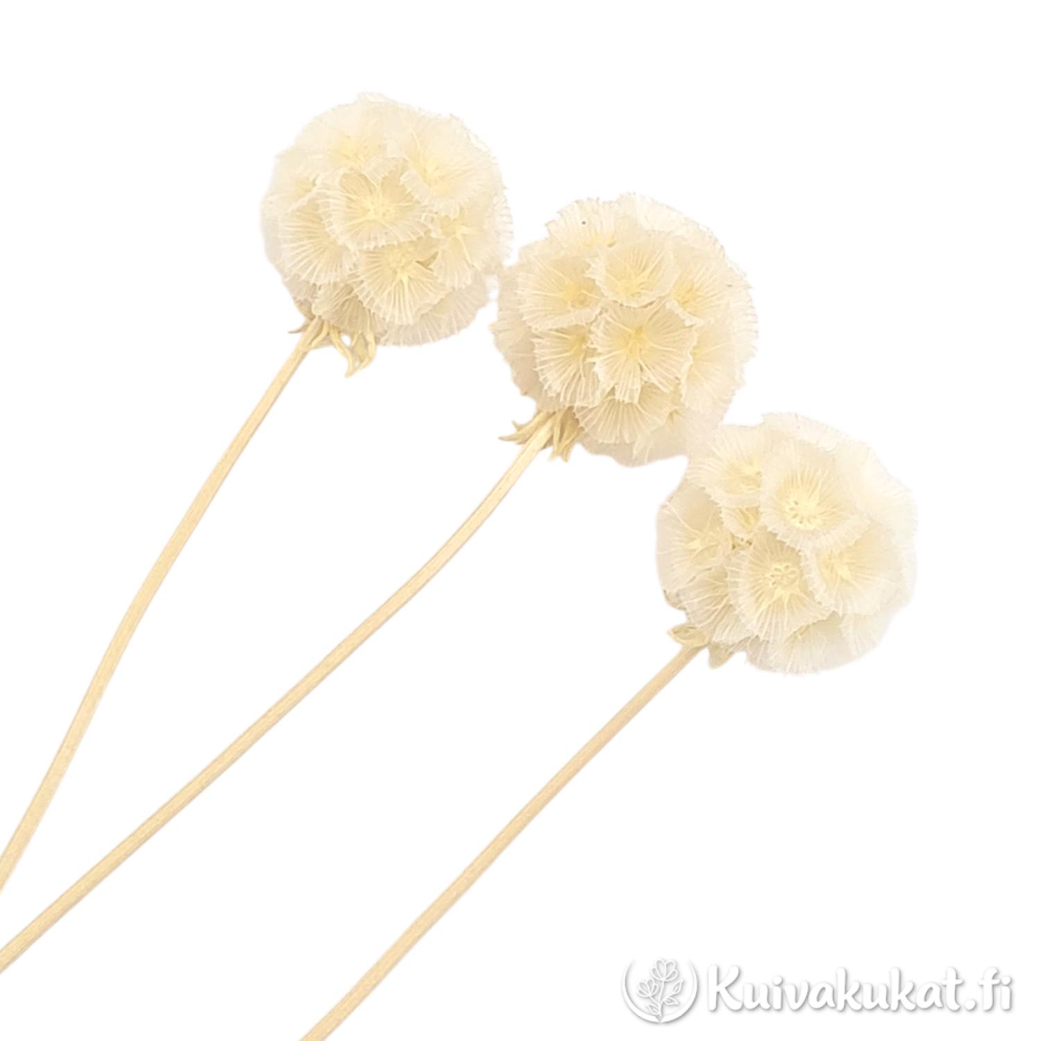 Kolme valkaistua tähtiskabioosan (Scabiosa stellata) kukintoa varsineen valkoisella taustalla.