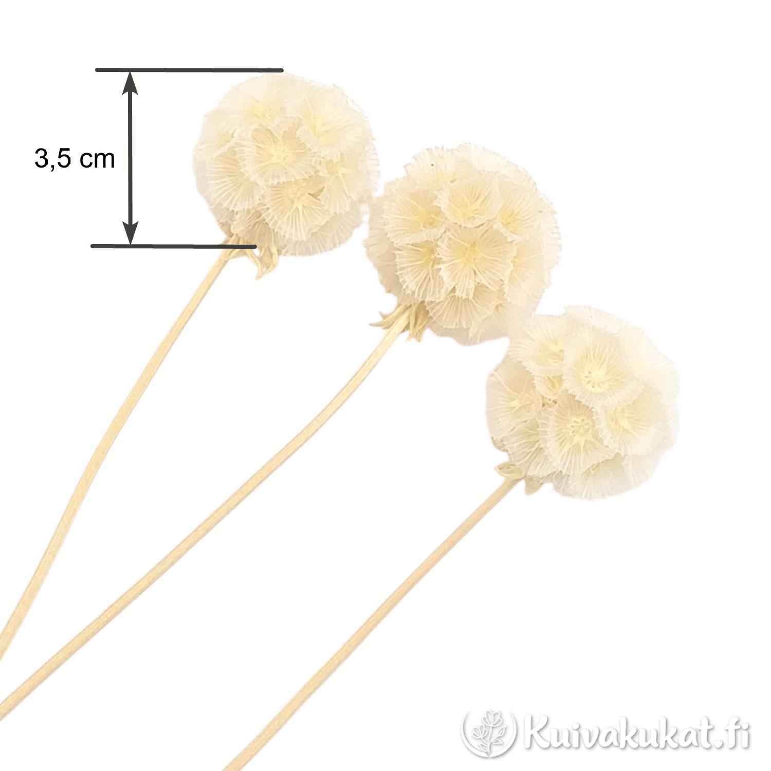 Kolme valkaistua tähtiskabioosan kukintoa valkoisella taustalla. Mittanuoli osoittaa yhden kukinnon halkaisijaksi 3,5 cm.